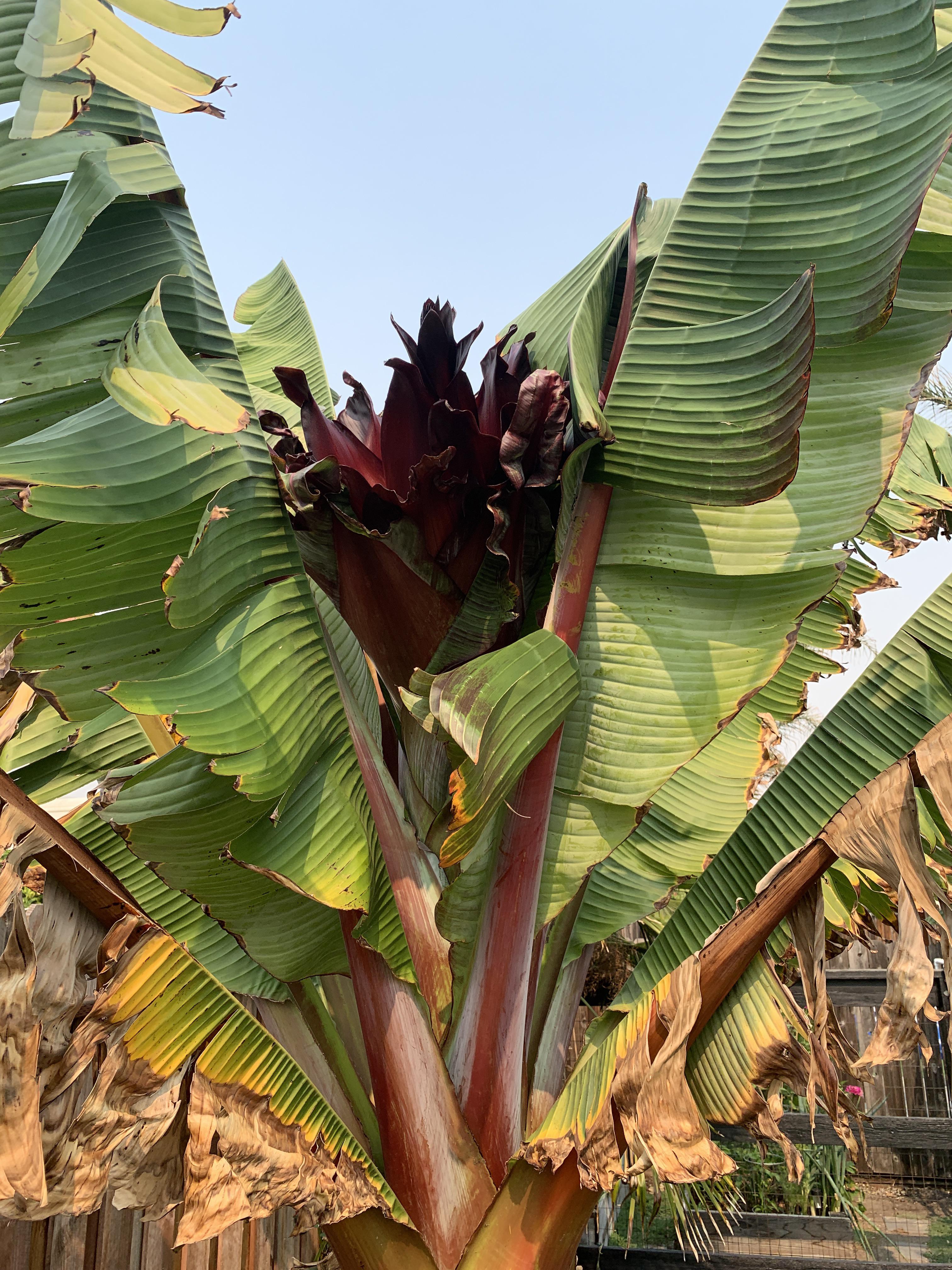 What's happening to my non bearing fruit banana tree?!? r/gardening