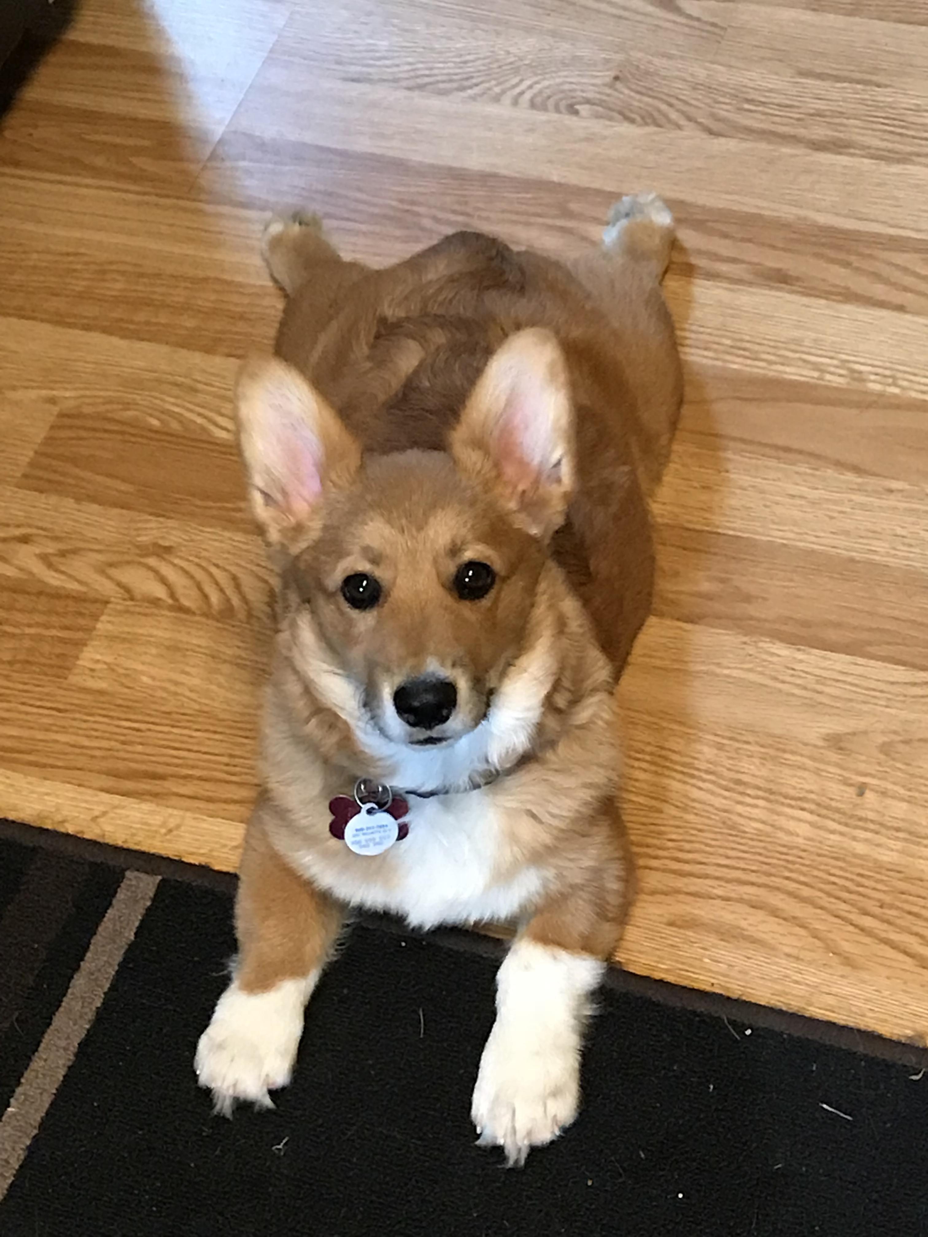 The “Did he just say Walk?” Sploot and look, starring Ozzy