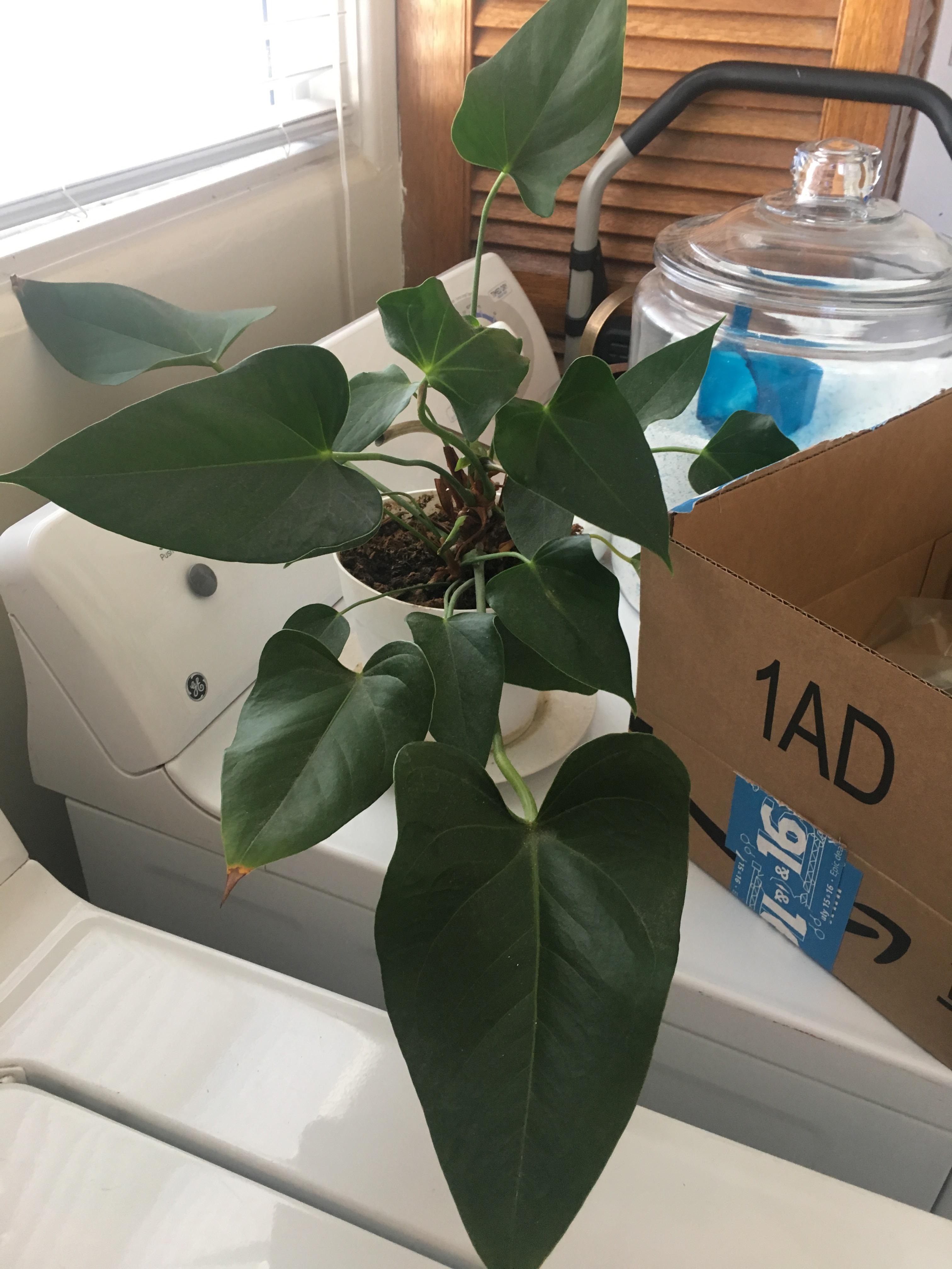 What is my grandmas plant? r/houseplants