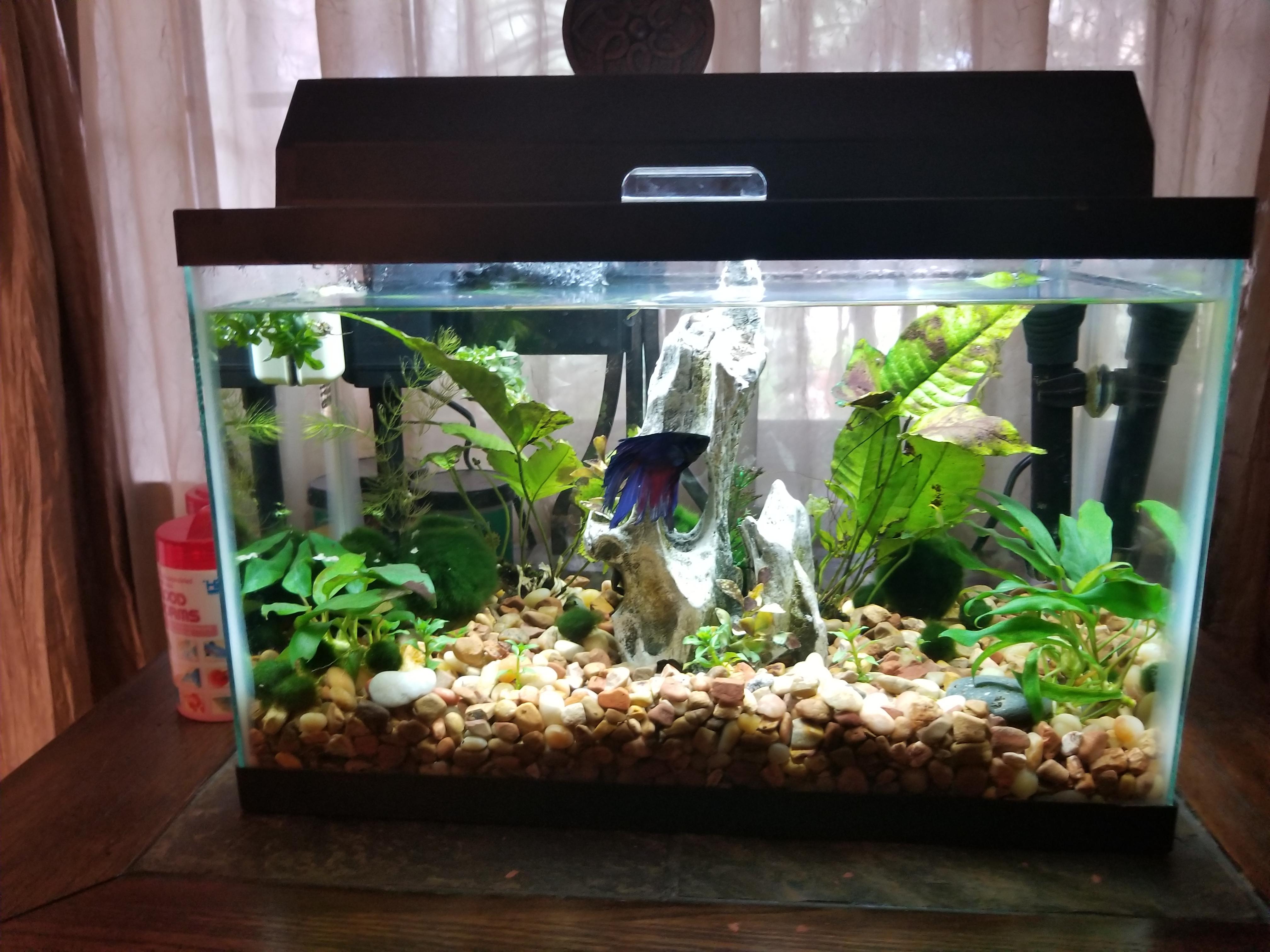 for my 5 gallon? I want some ideas to make it look