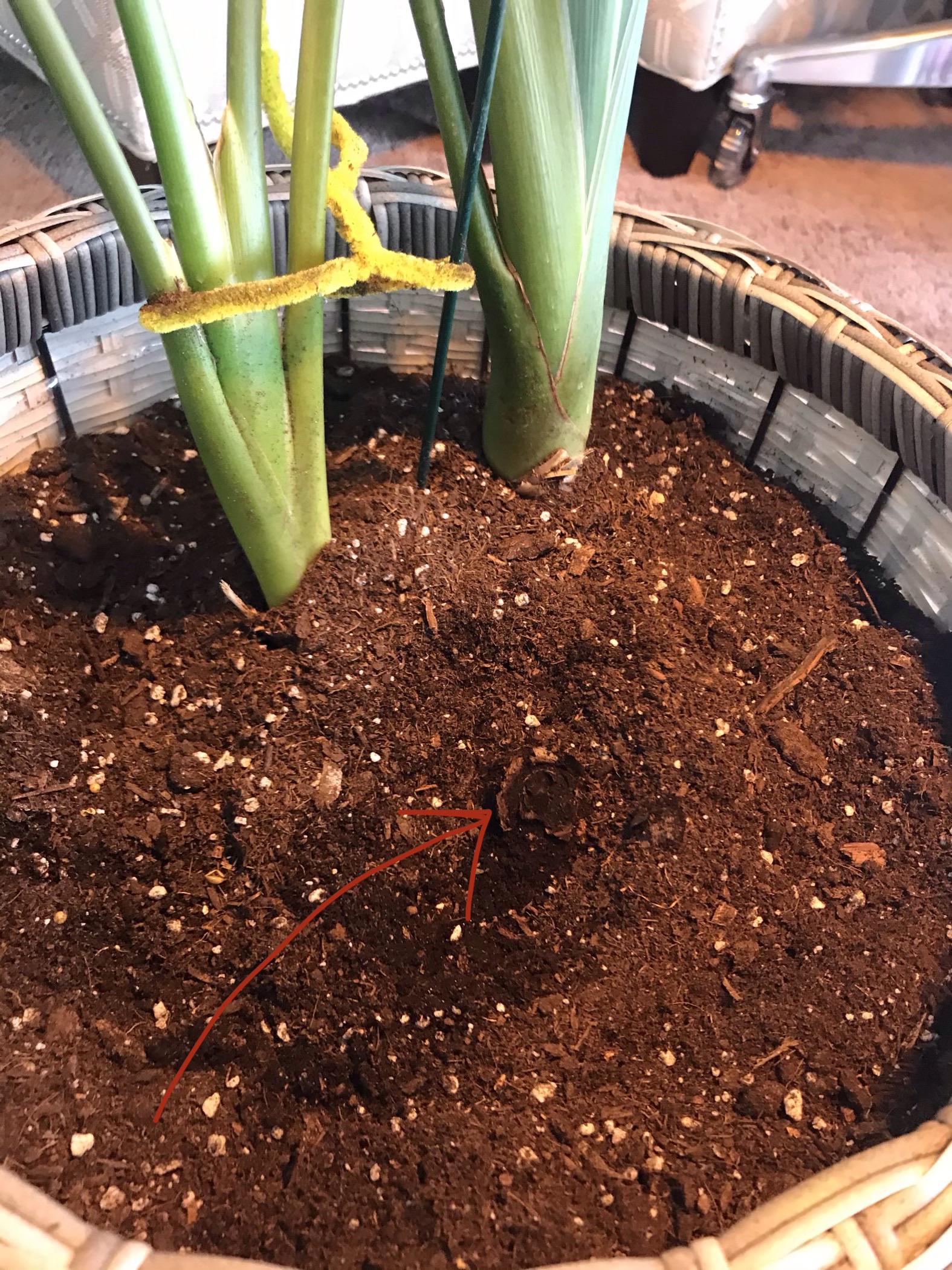 Can you bring back a bird of paradise that’s literally lost every