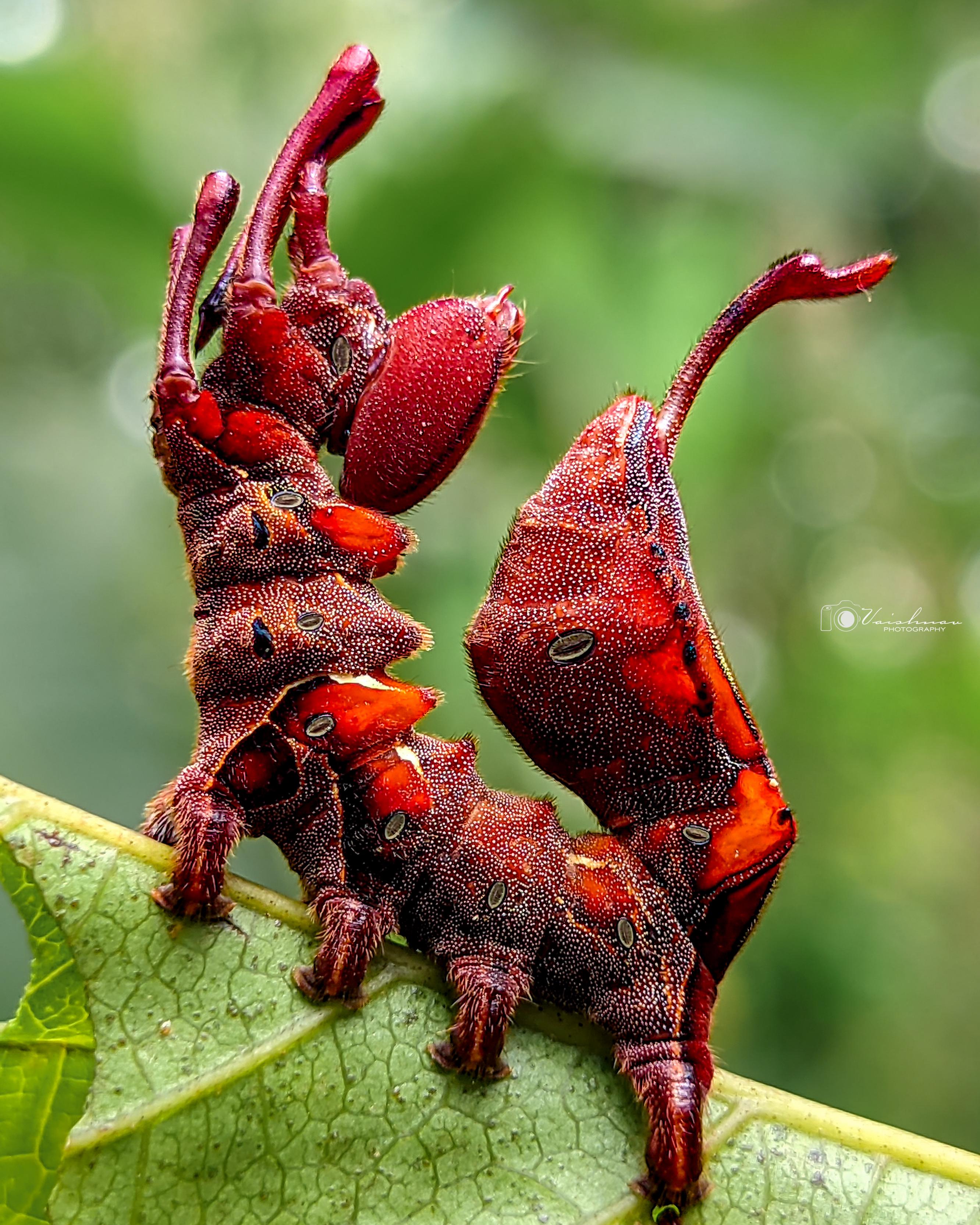lobster moth Caterpillar 🐛 location kerala, india Size of the