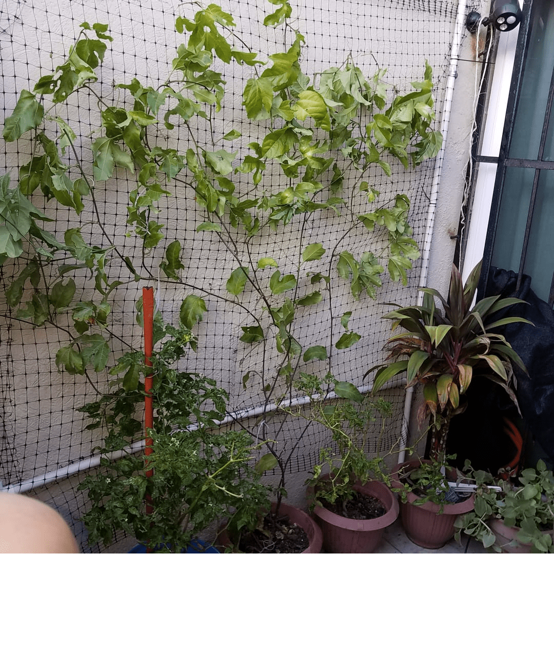 Passion Fruit vine in a balcony The net is 27 sqft r/gardening