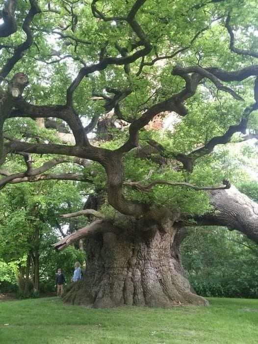 🔥 about 800 years old oak tree in Fredville park, England r