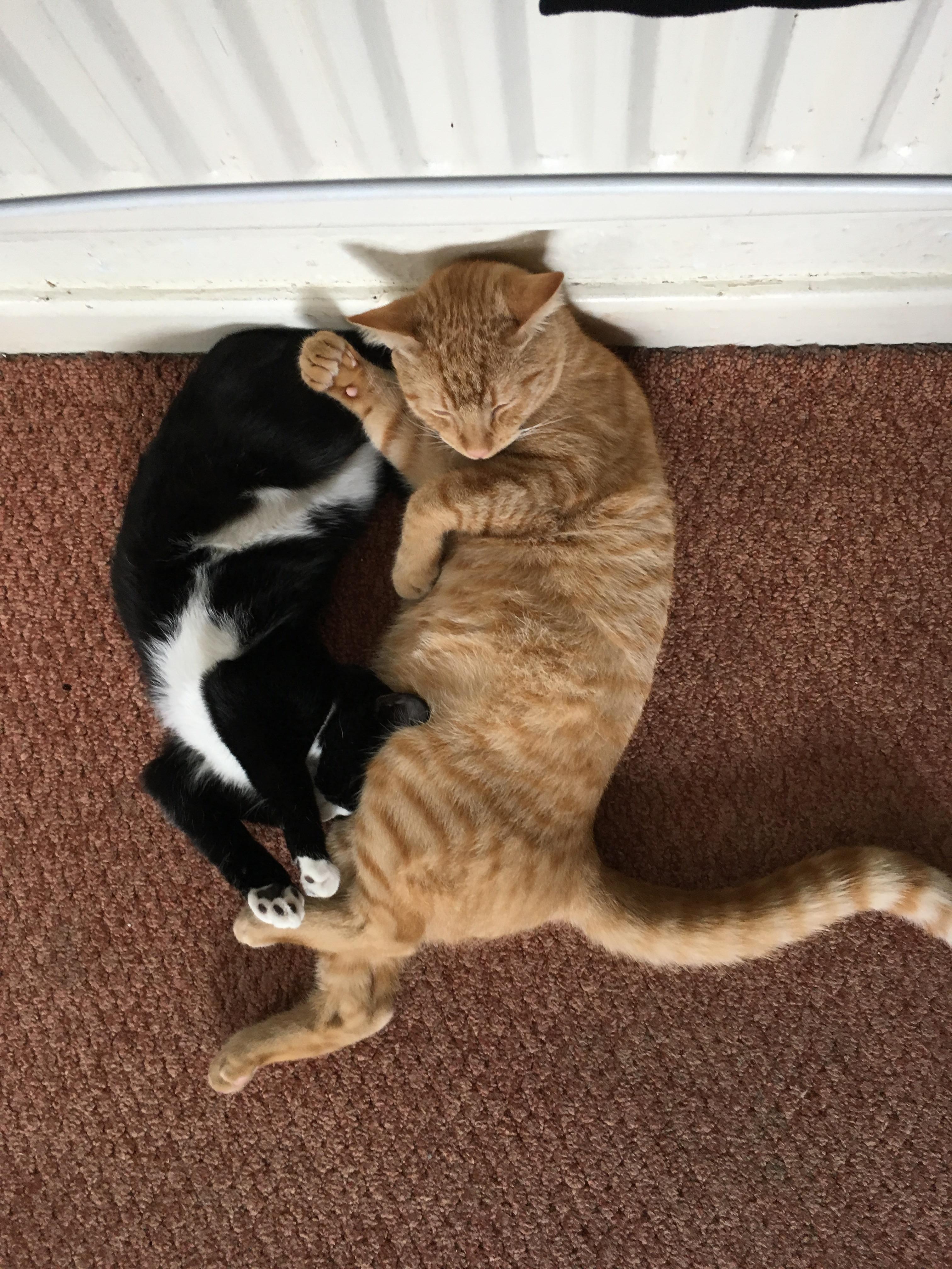 My cats cwtch together like this for their naps... I'm not sure how