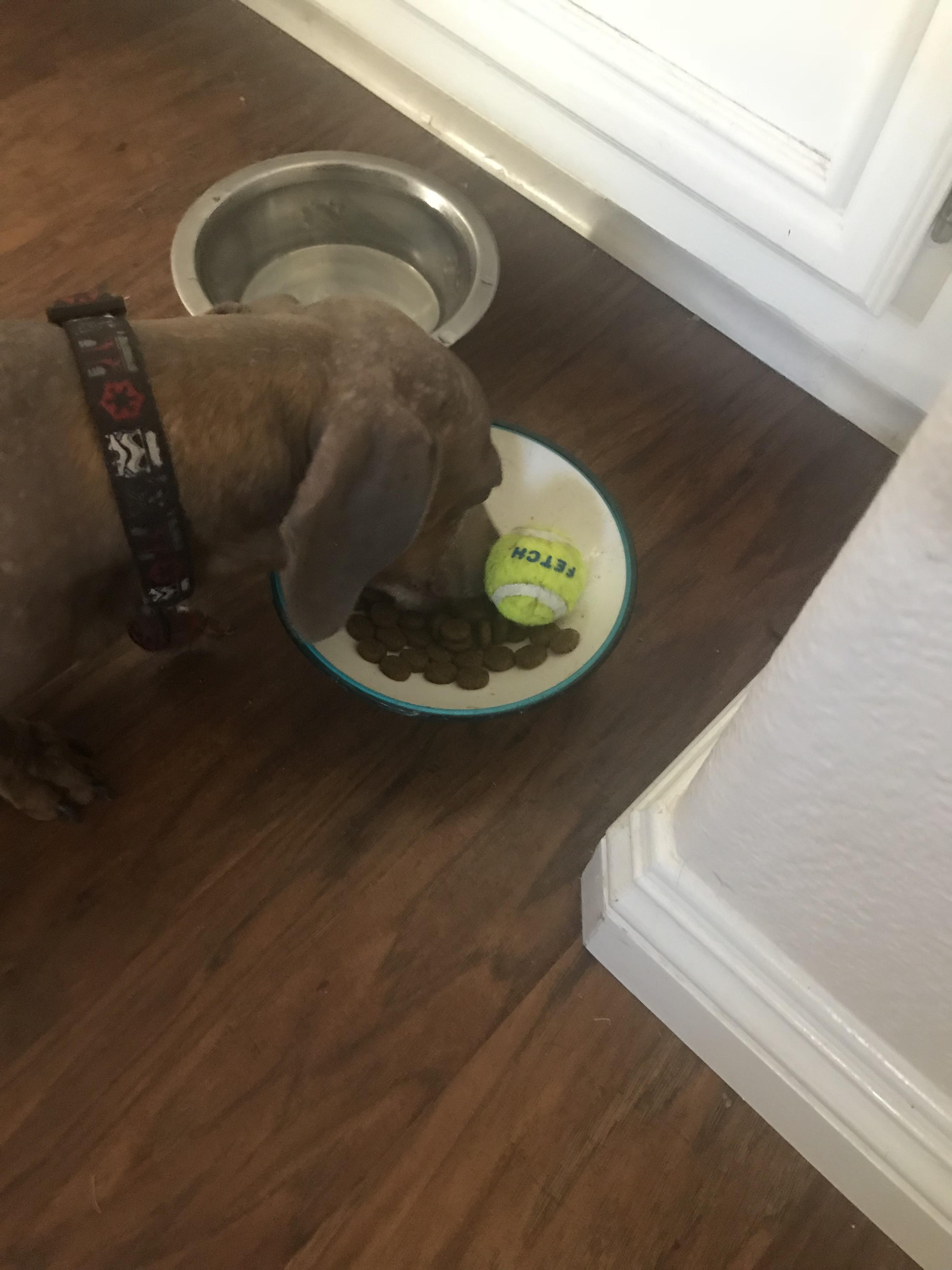 My dog puts his favorite ball in his food bowl while he eats so the other two dogs won’t take it