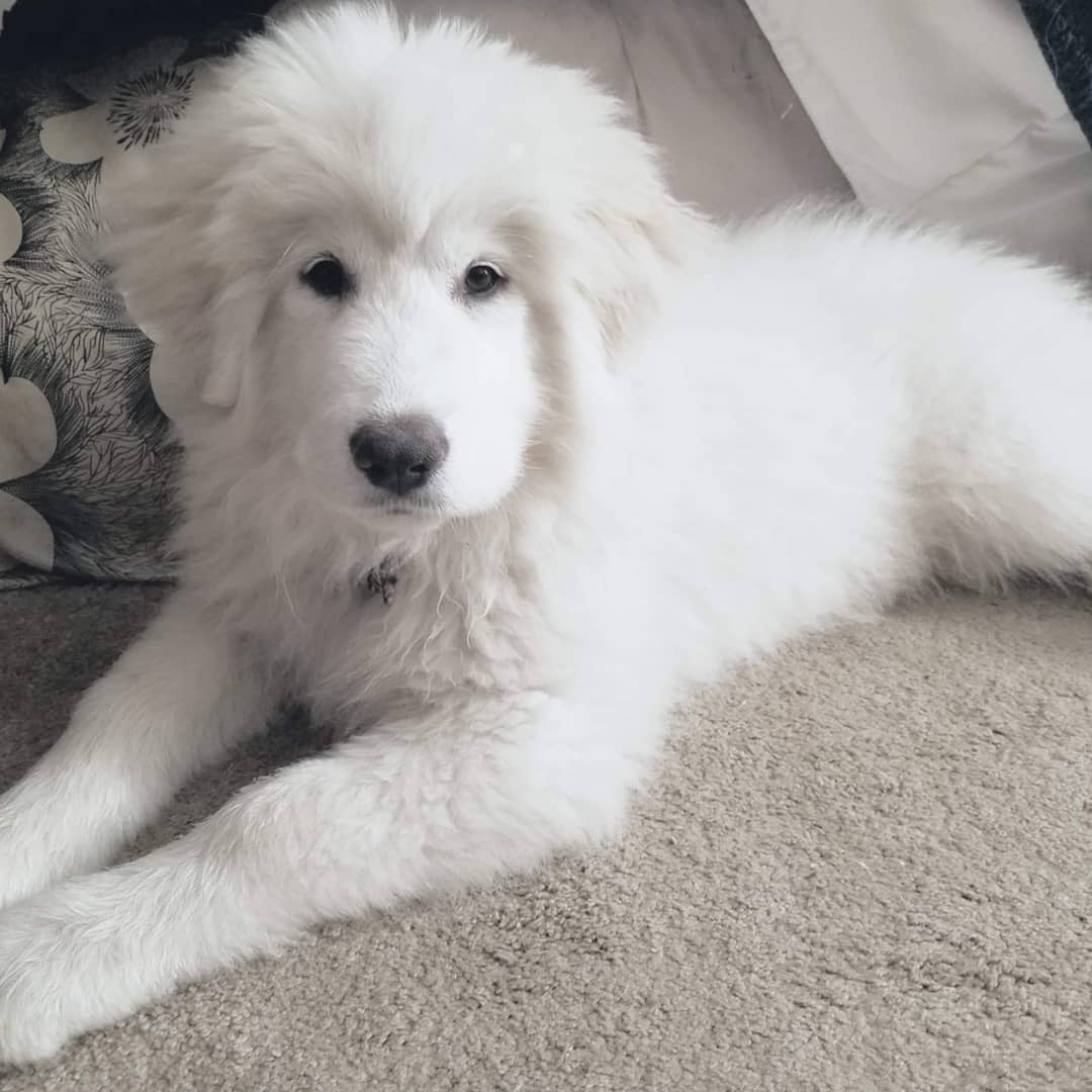 My new little service dog intraining! She will learn tasks to help me