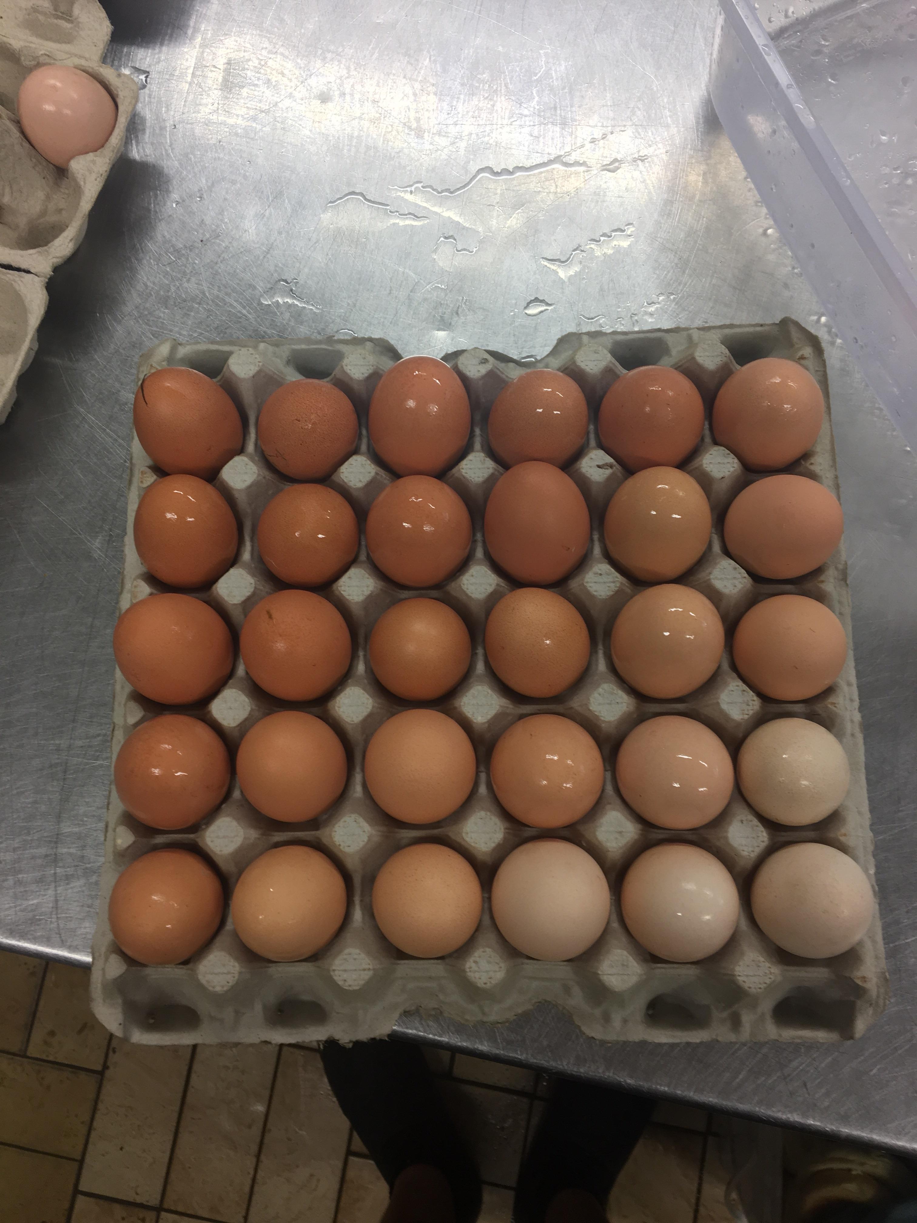 My Rhode Island reds laid a variety of eggs, seen similar posts here