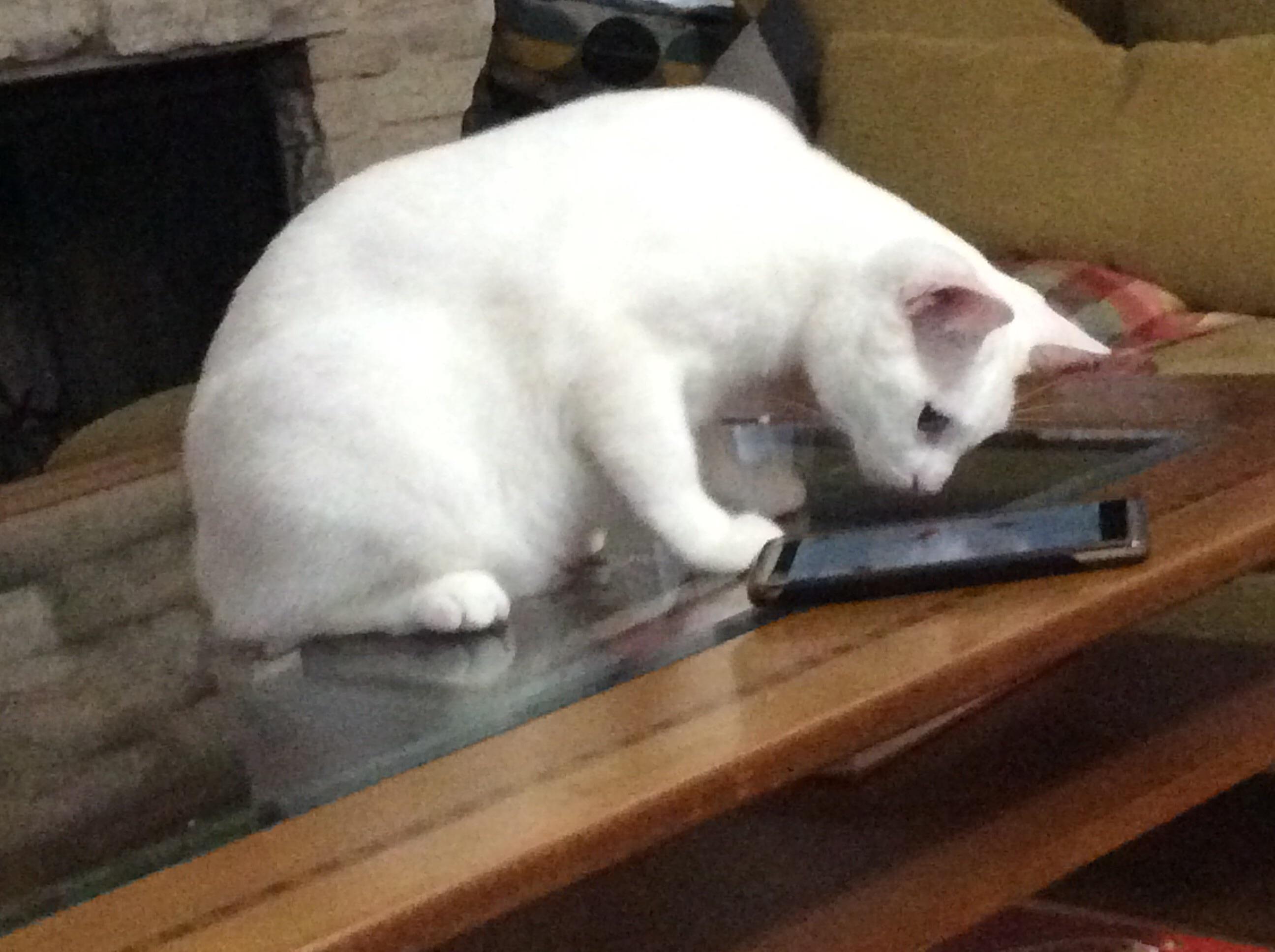 A cat playing on your phone YuB