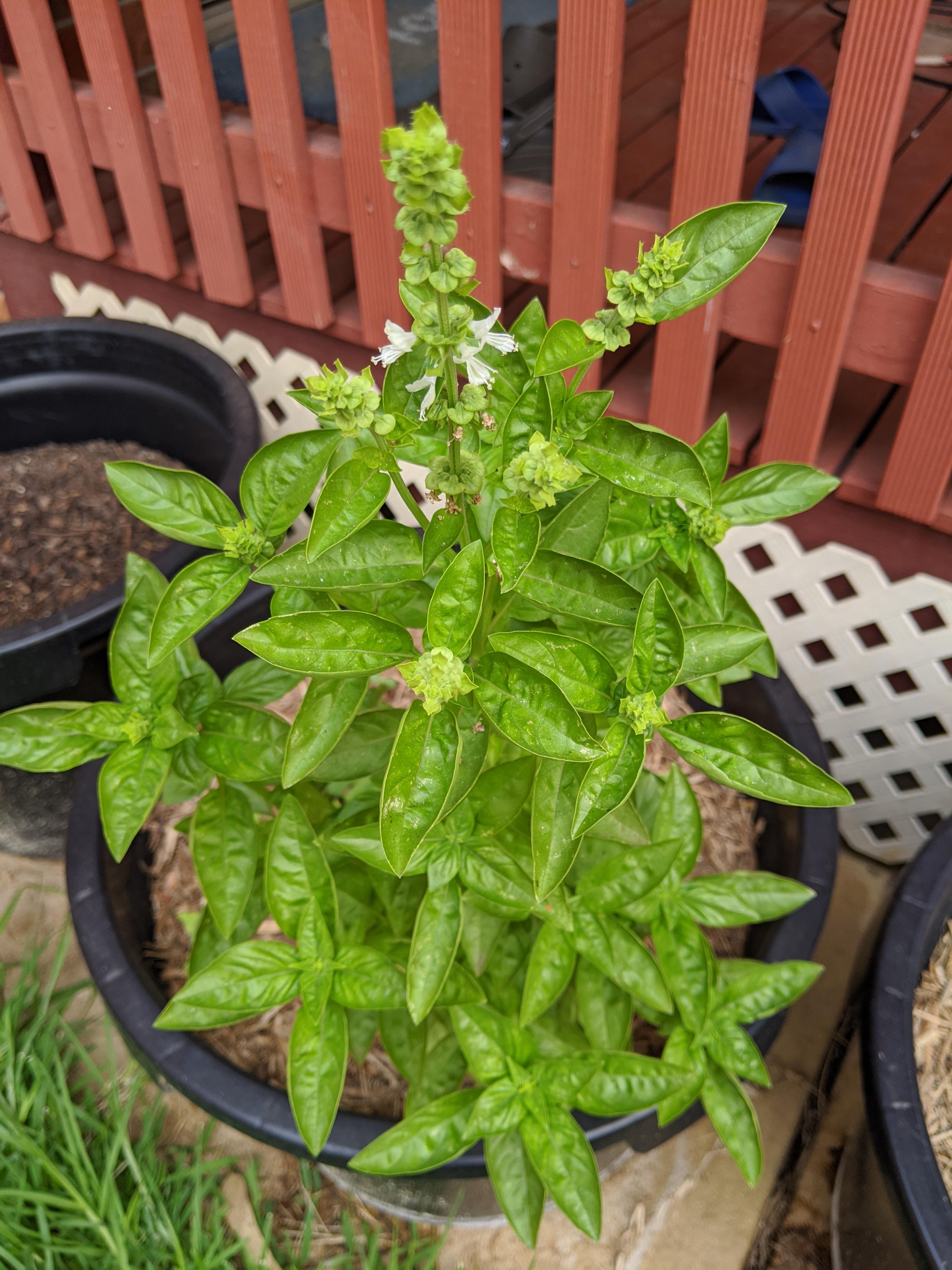 What plant is this? It smells like basil. But it really started growing