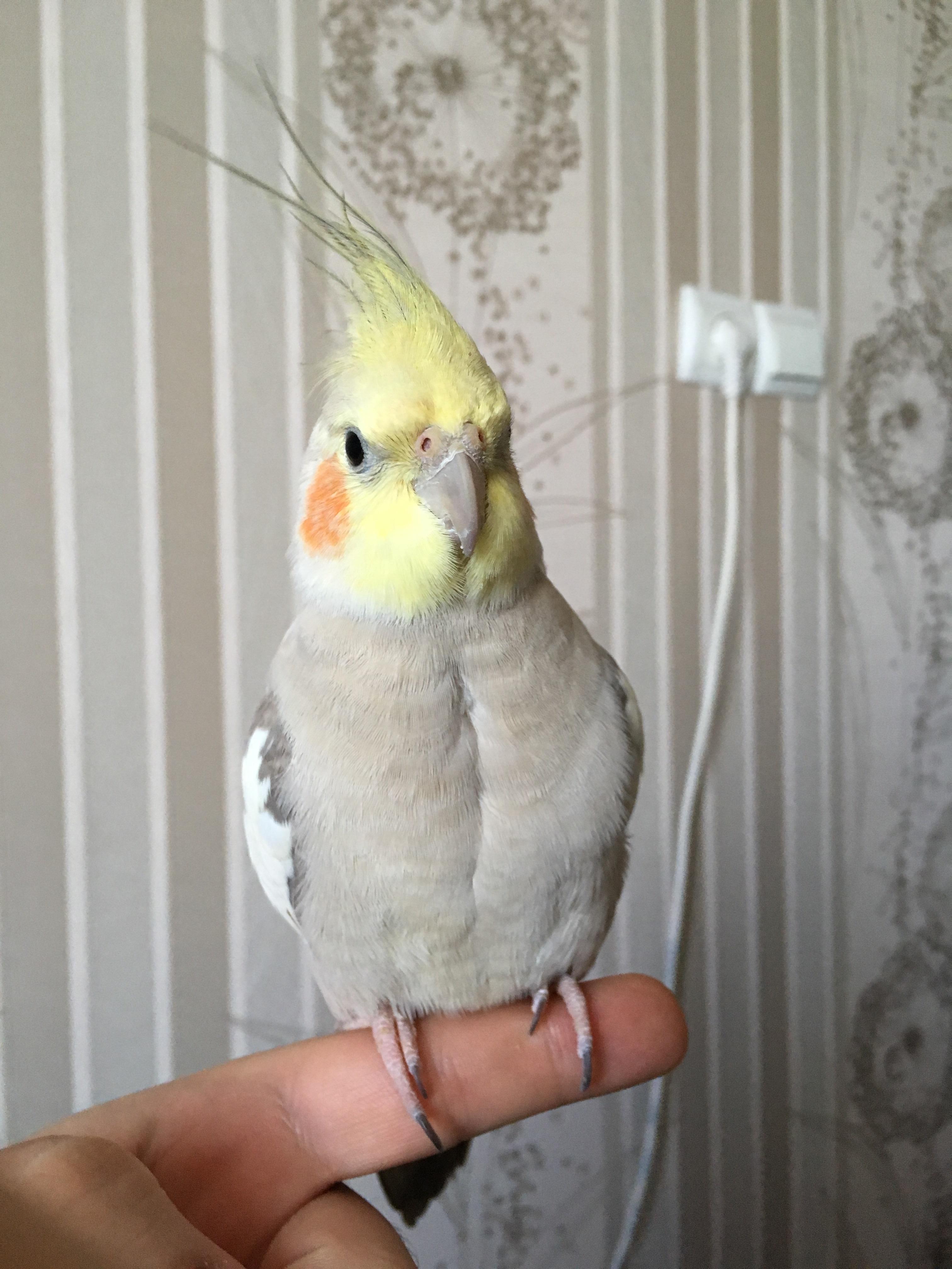 Not sure what this cute line on her chest is but I shall call it birb