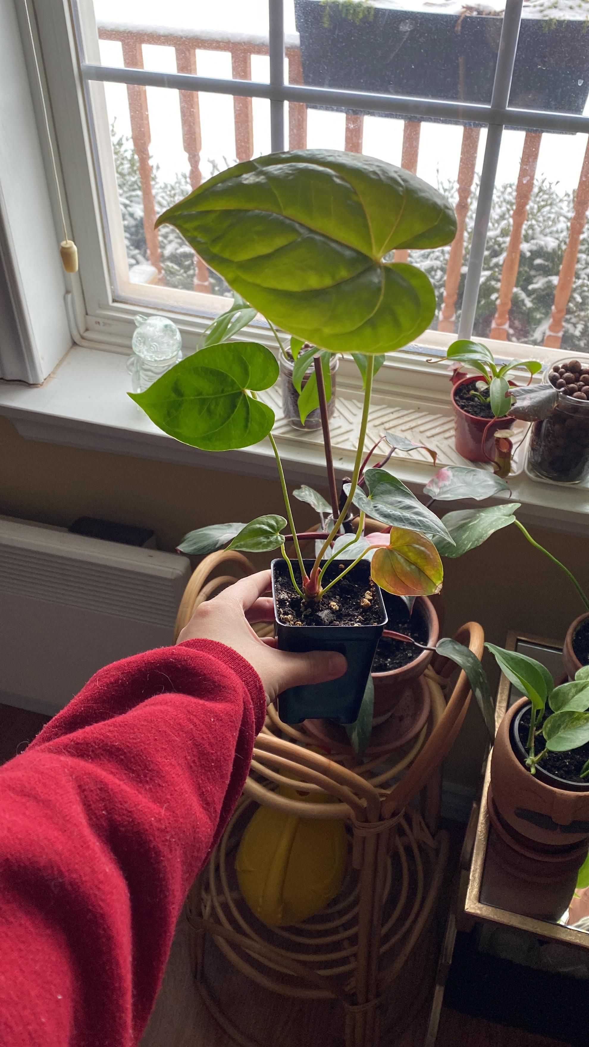 My cute anthurium decipiens! (has tripled in size since first receiving) IndoorPlants