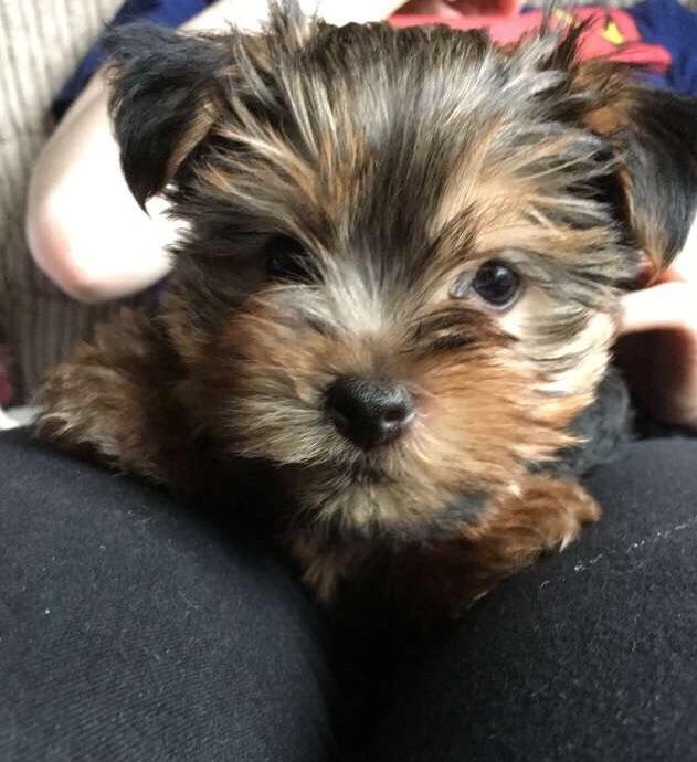 Just got our 8 week old Yorkie, meet Newt! r/Yorkies