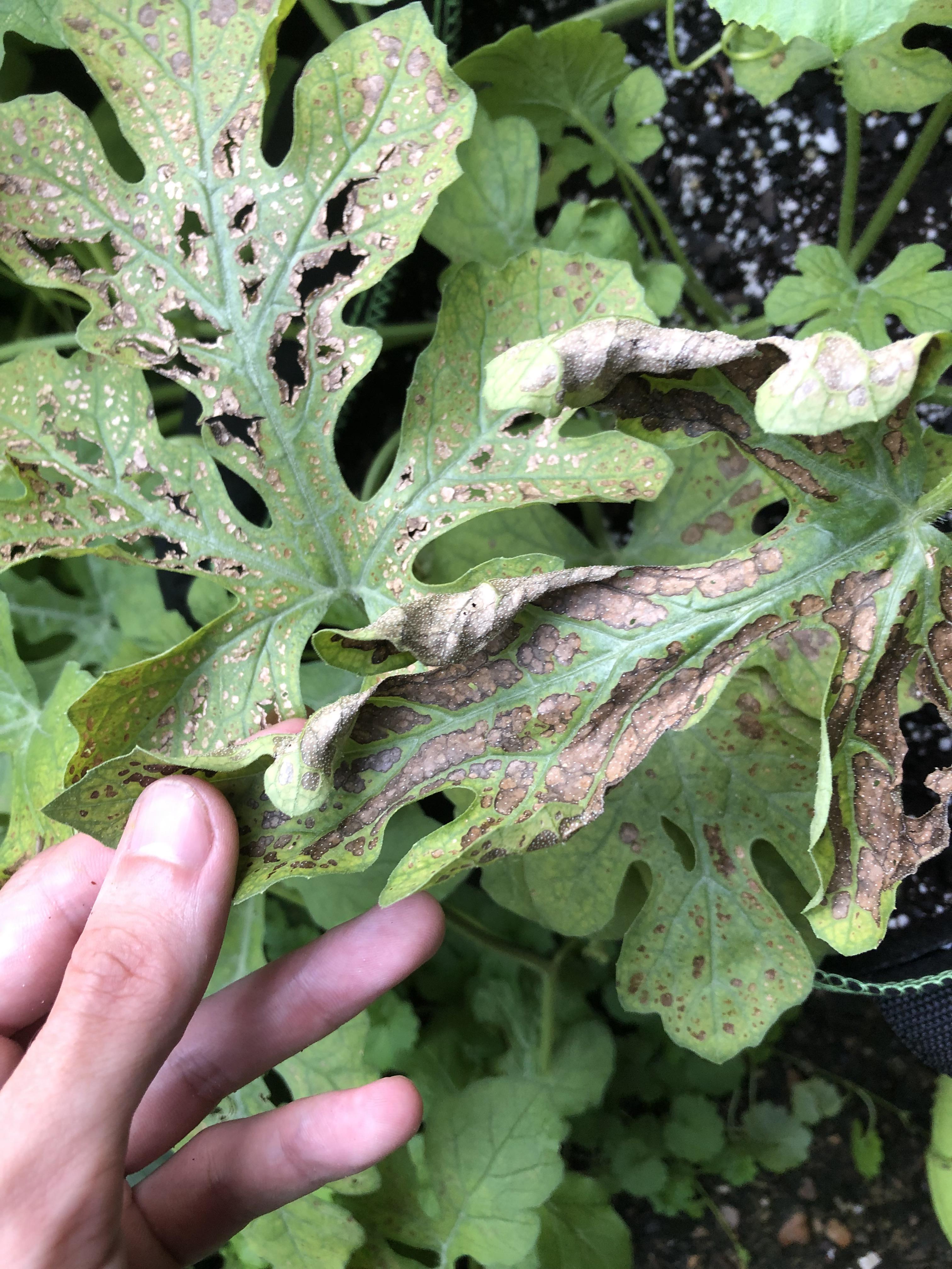 Watermelon leaves turning scaley then copper and dried out. What’s