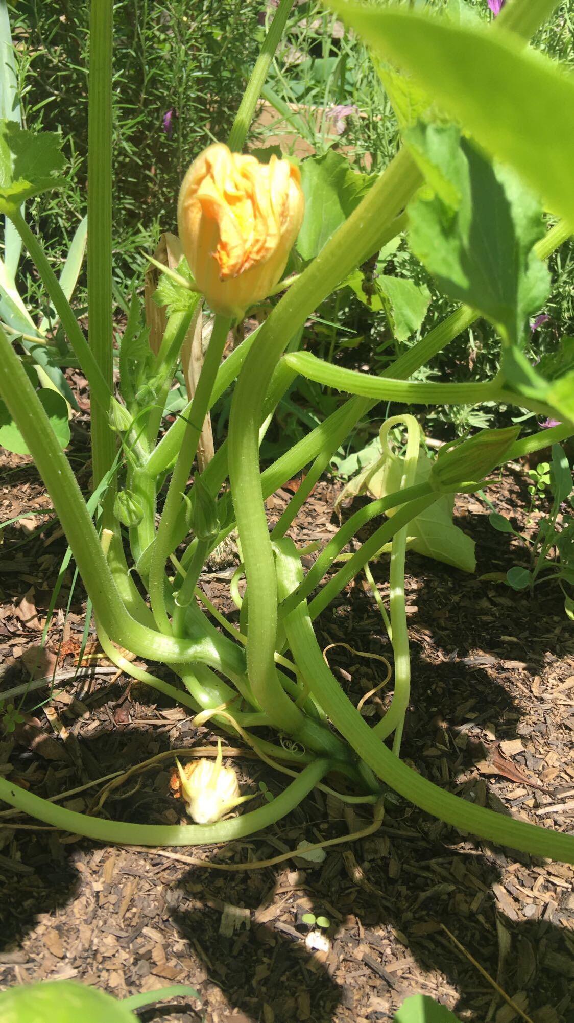 Is my cucumber/zucchini/pumpkin producing only male flowers? r/gardening