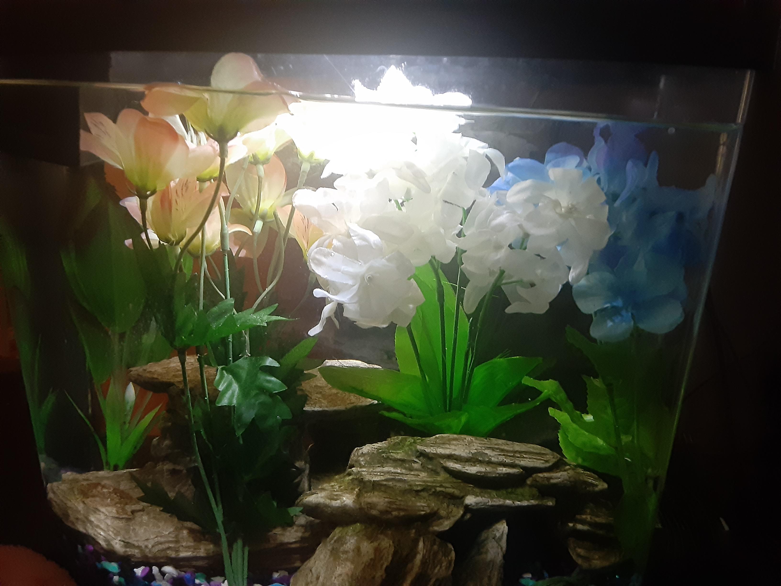 Safe for betta? Dollar store plants, silk with wire r/bettafish