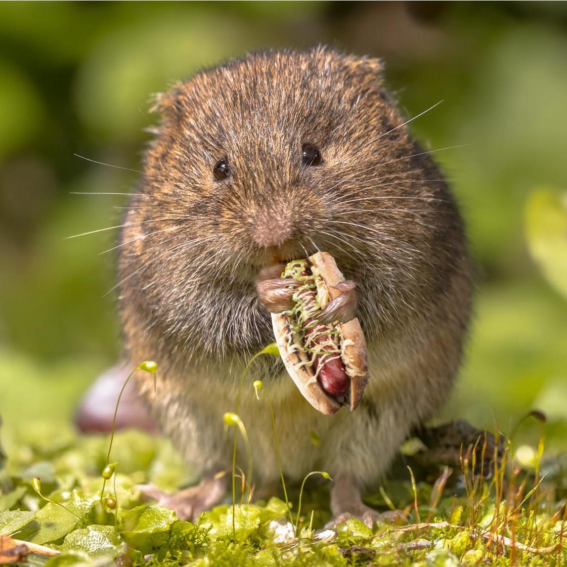 Vole eating a volesized hot dog. r/voles