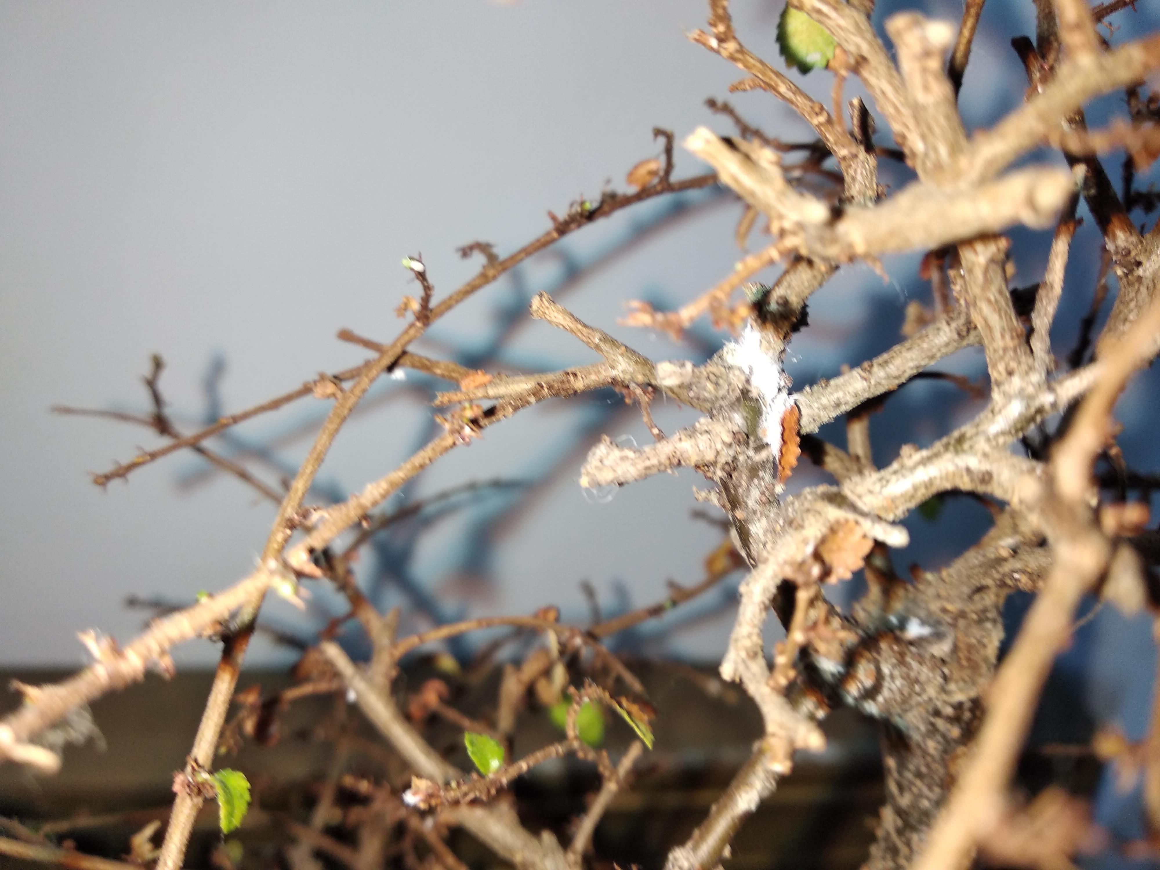 Help Chinese elm disease? Fungus? Help r/Bonsai