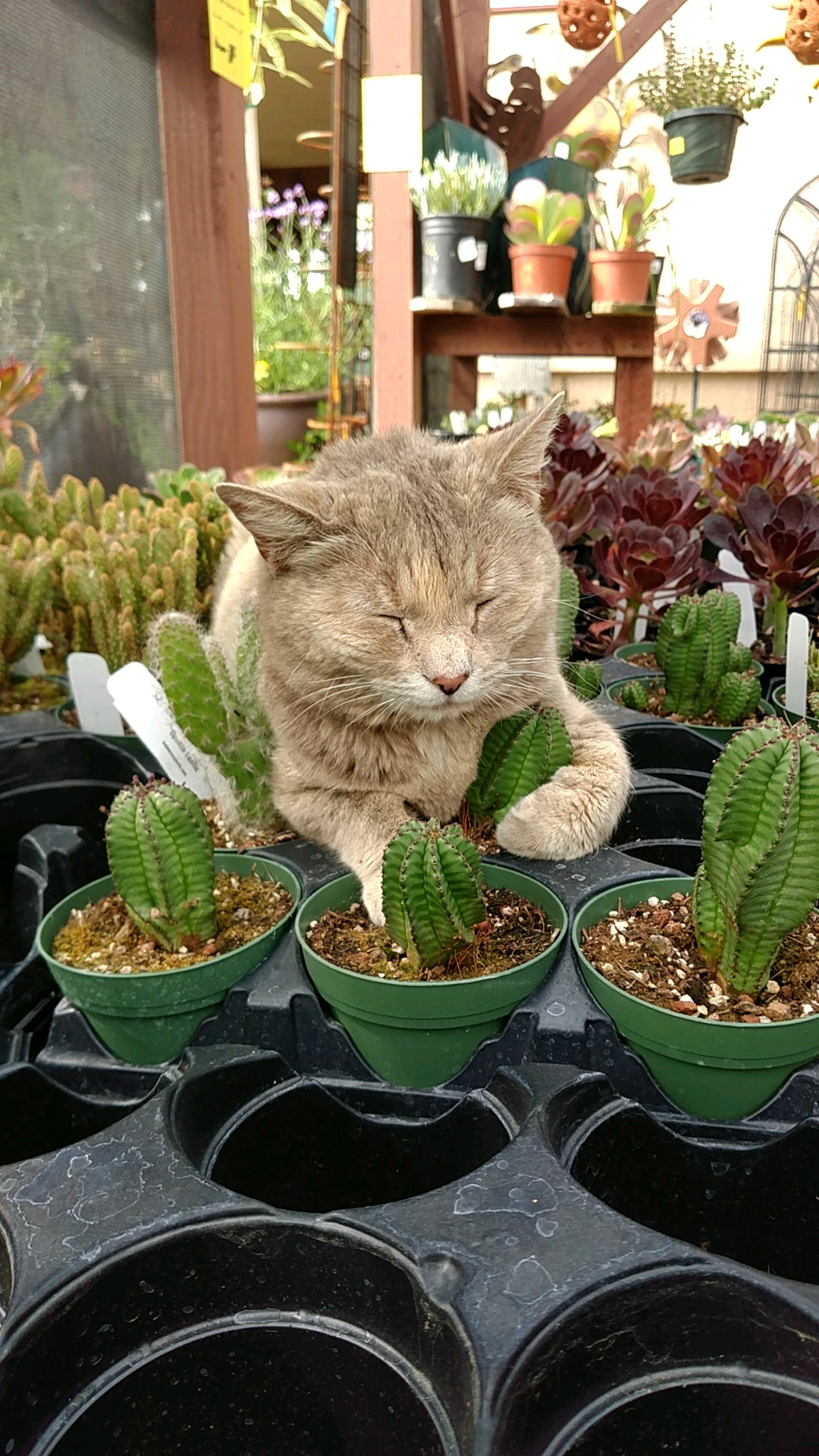 One of our nursery cats just loves napping with the succulents & cacti