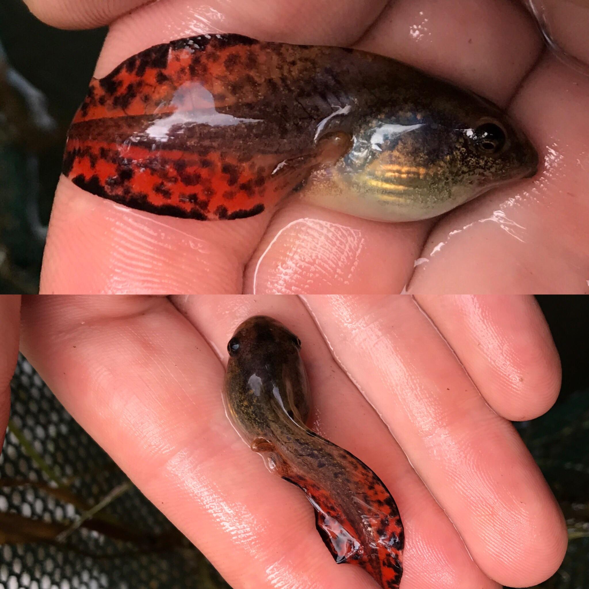 Gray Tree Frog Tadpoles
