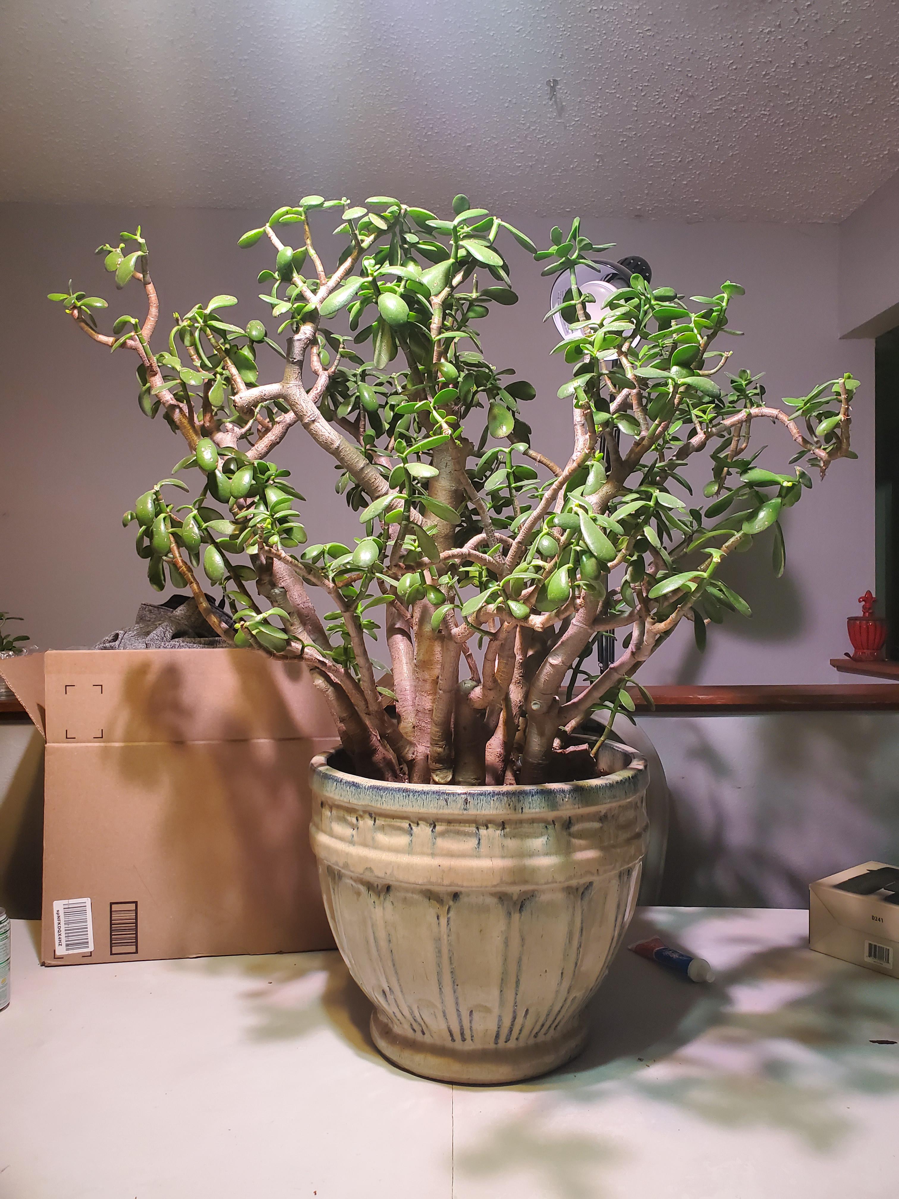 My recently trimmed and repotted jade. r/matureplants