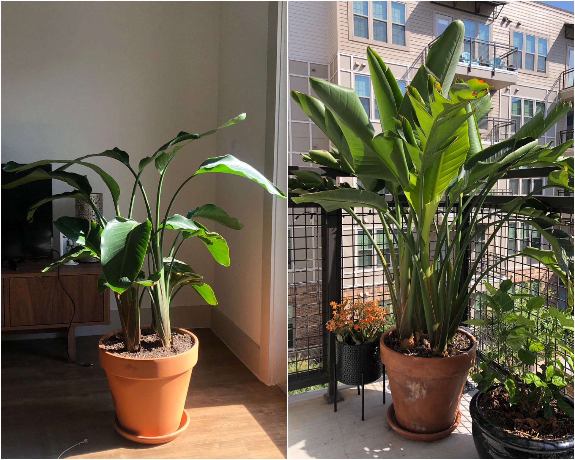 10 months of growth for this Bird of Paradise r/houseplants