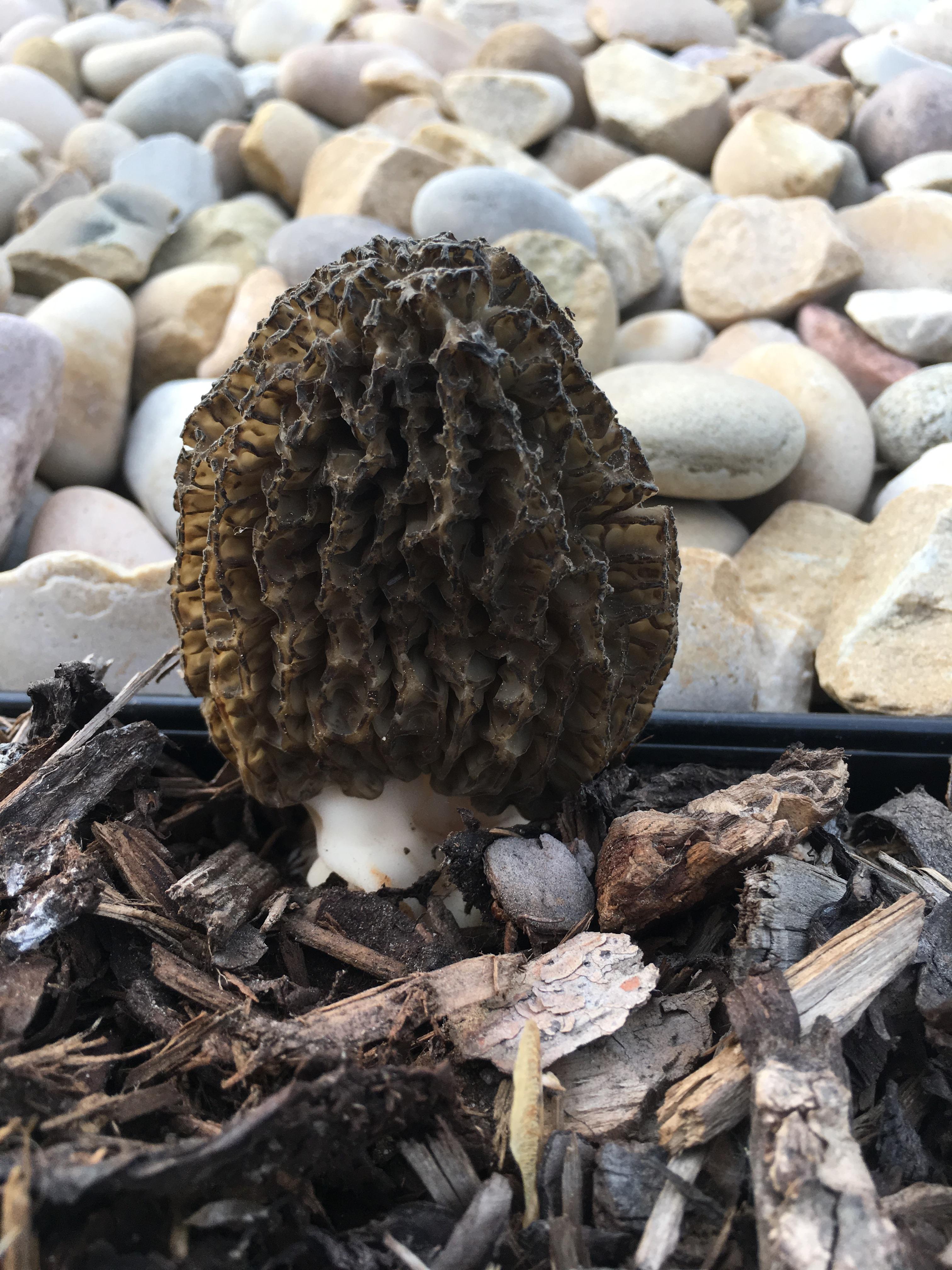 Mushroom in yard morel? r/Edmonton