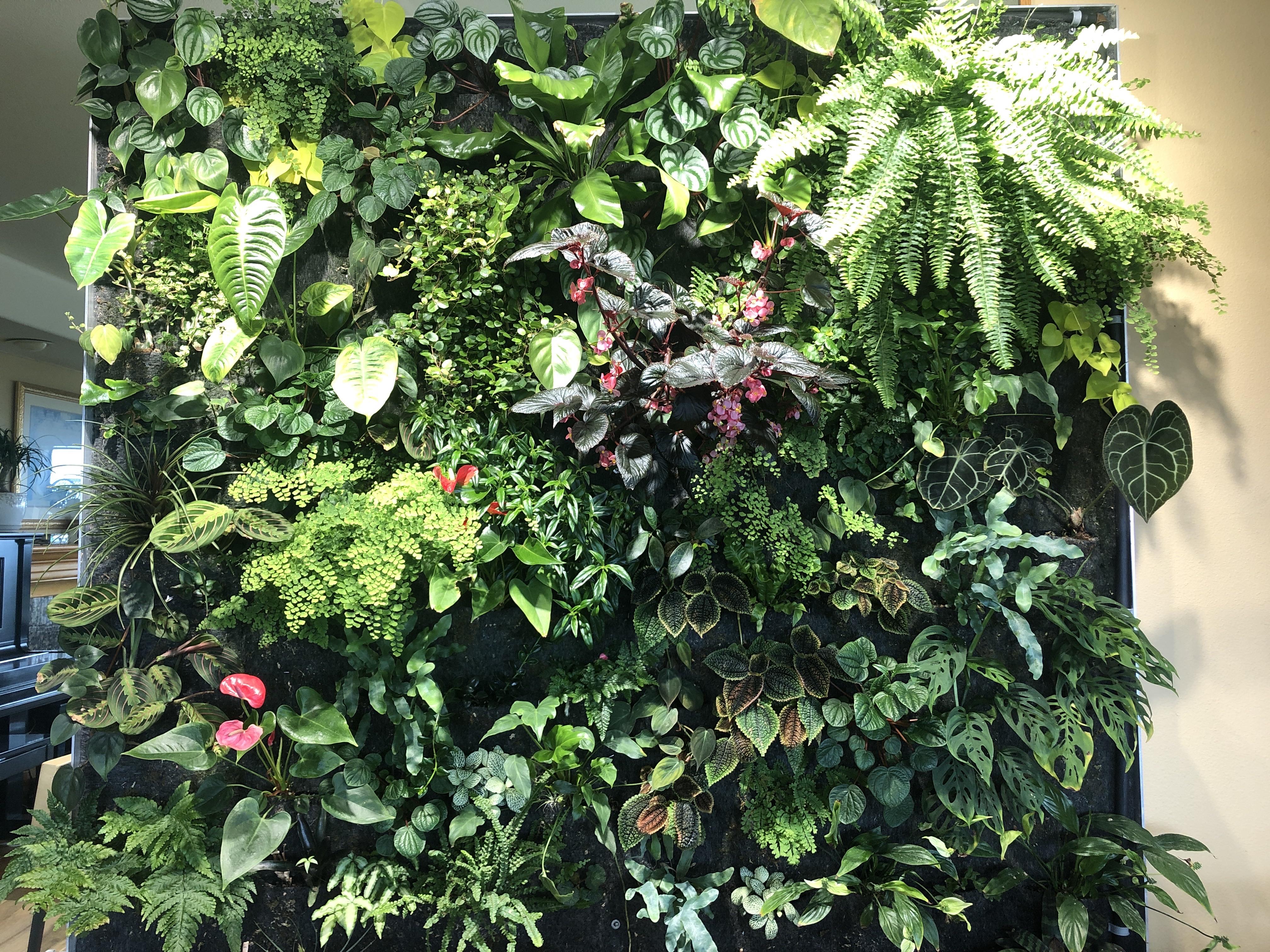 Homemade living wall in the living room! Took a few months, but it’s