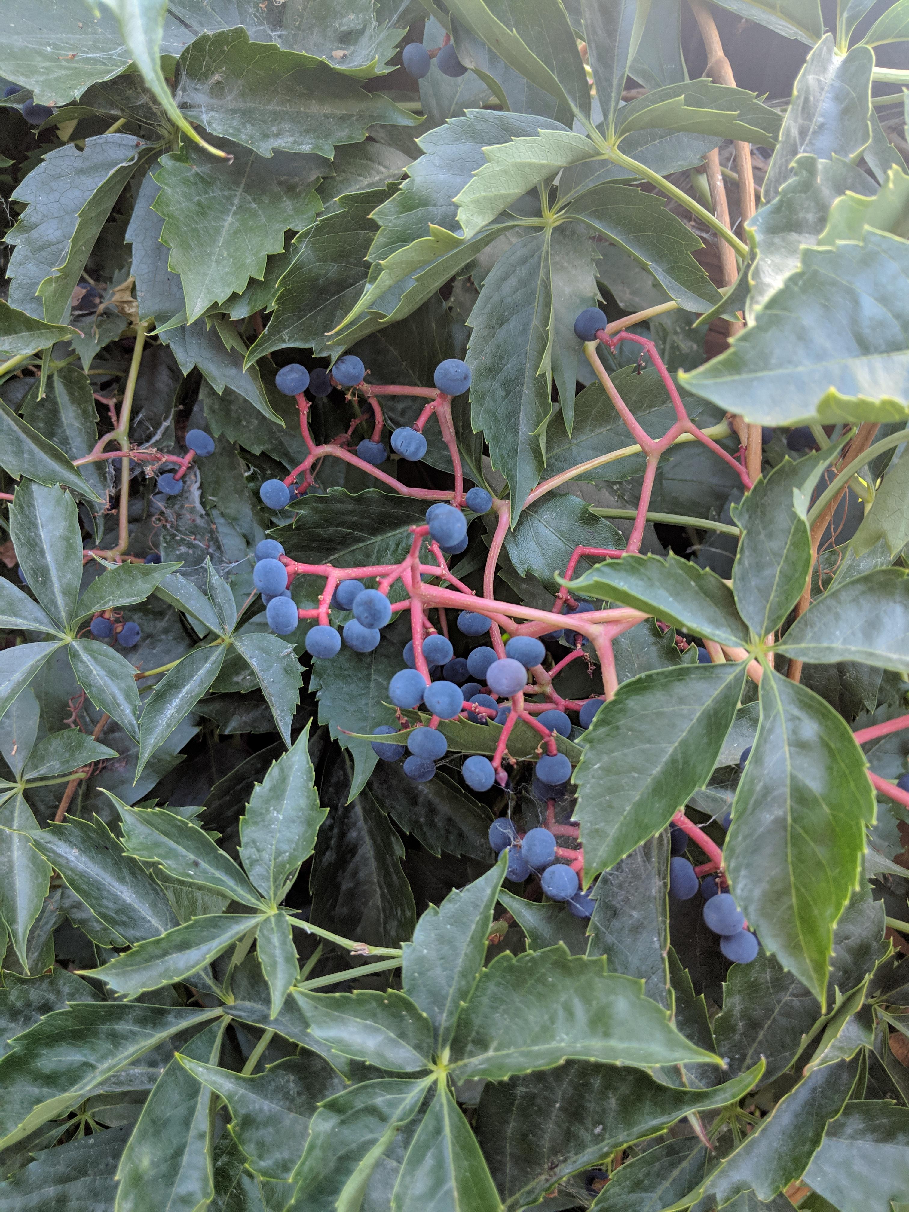 Need help identifying. Vine that keeps growing on the property along