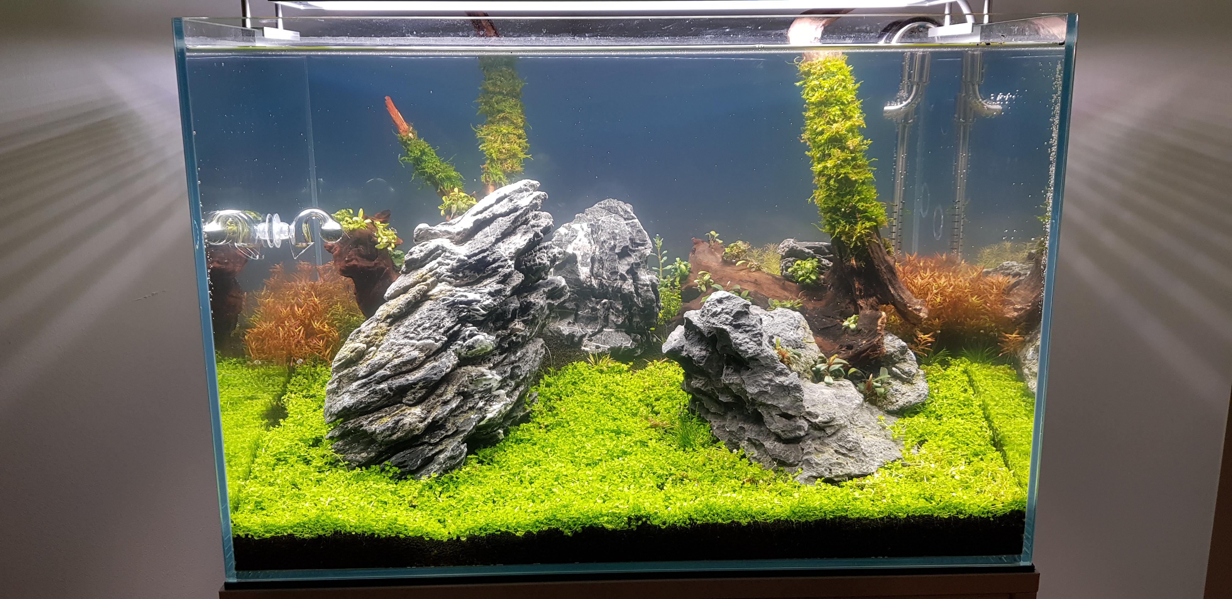 Finally running my 60x40x40 Aquariums