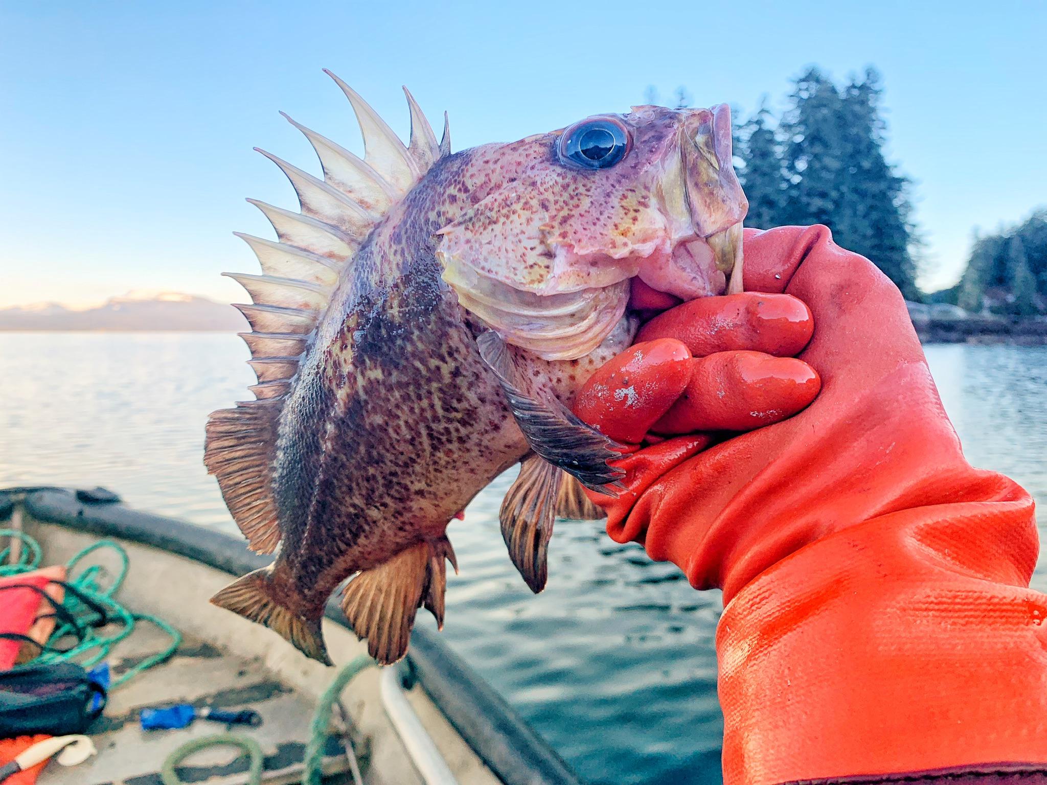 Quillback Rockfish caught in Alaska r/Fishing