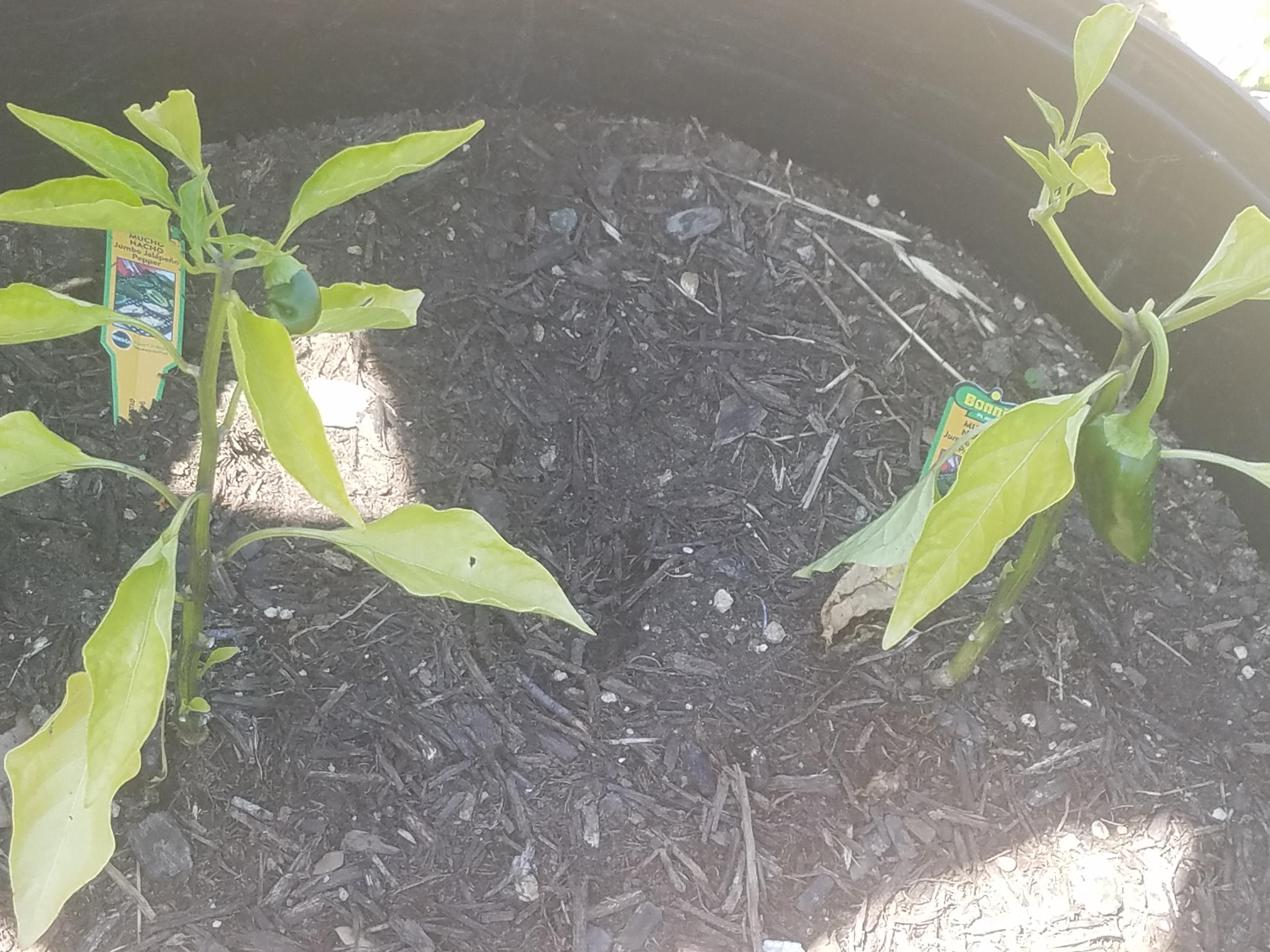 Leaves just started yellowing some on my jalapeños. Also should I be
