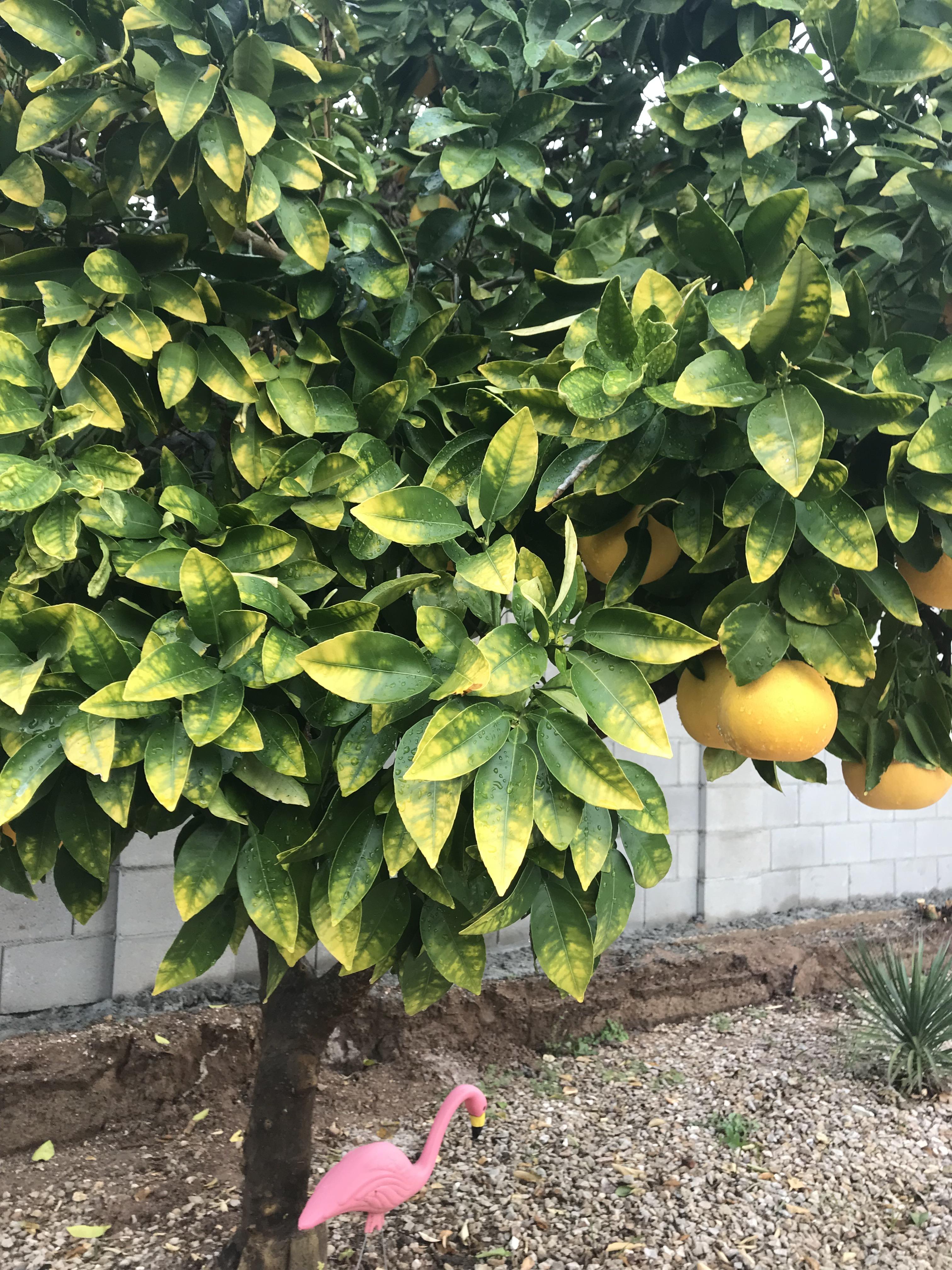 Is my grapefruit tree in good health? Tucson, AZ r/plantclinic