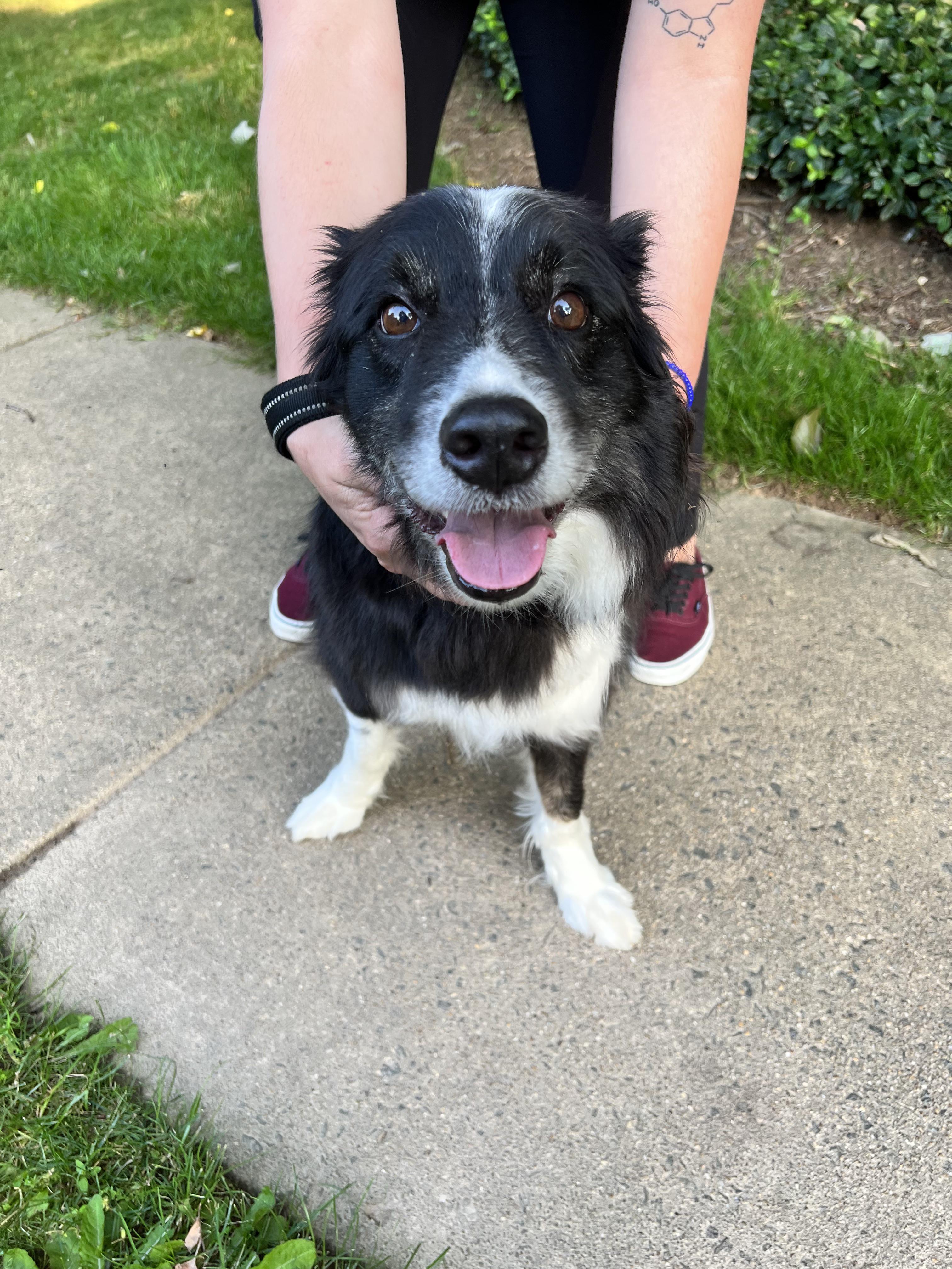 FOUND Dog in Reston (20194) Reston