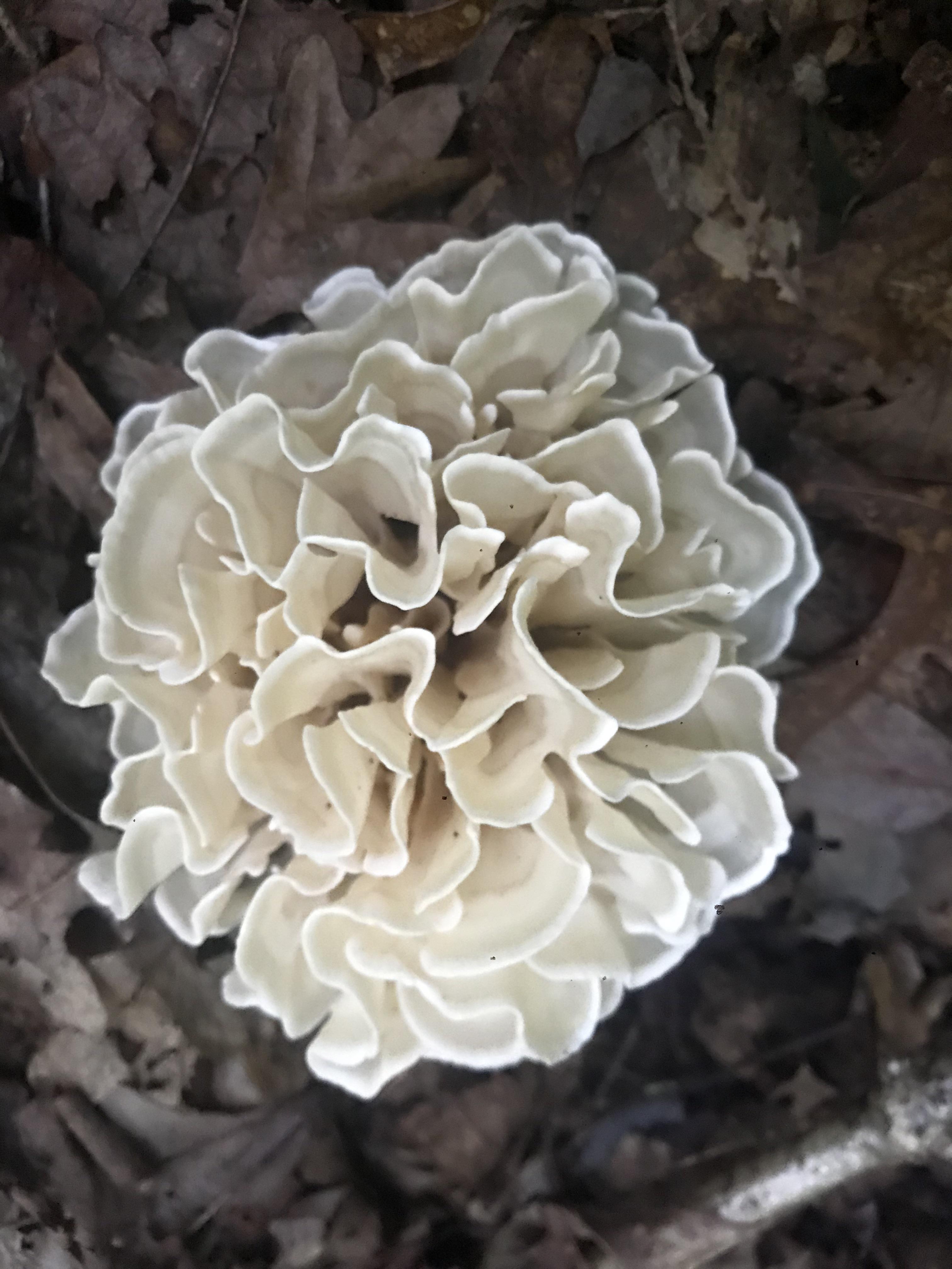 Cauliflower mushroom r/mycology