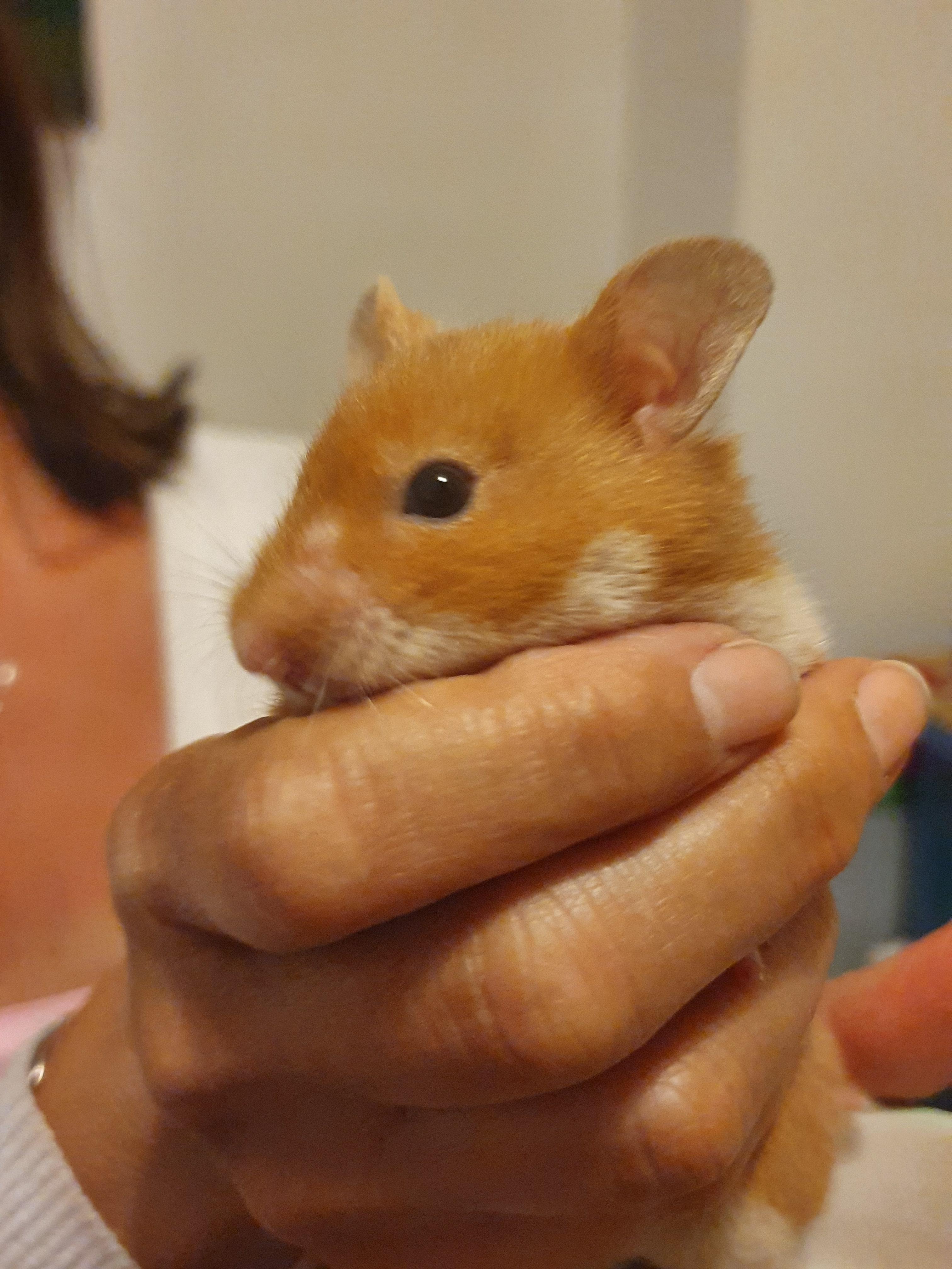 Can hamsters get spots? Or a bite. The white dot on her nose is part
