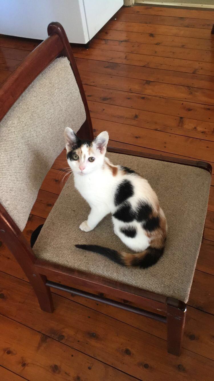 I never thought I was a cat person until I started