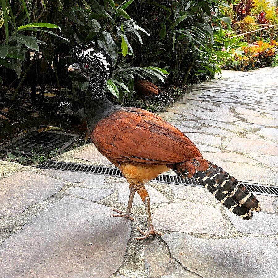 Seen in Costa Rica in July r/whatsthisbird