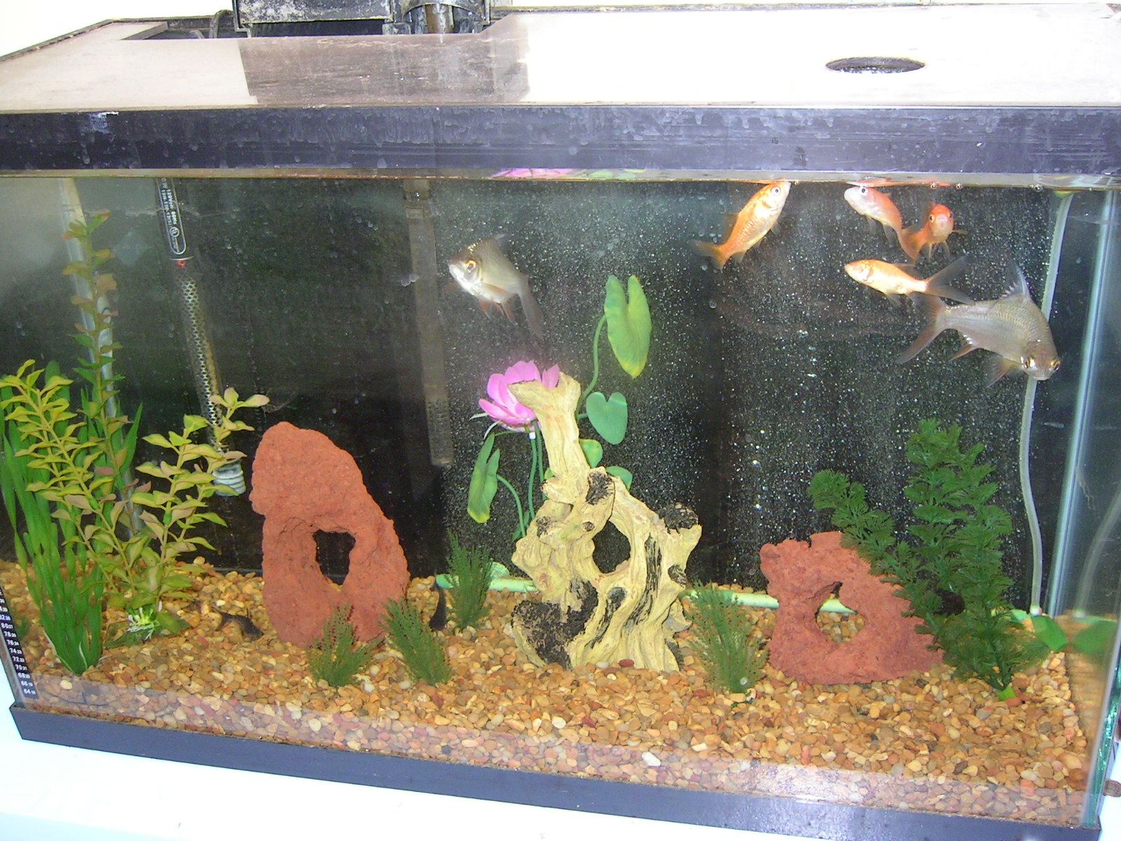 Behold my first fish tank. 10 (I believe) gallon. This was years before I understood proper fish