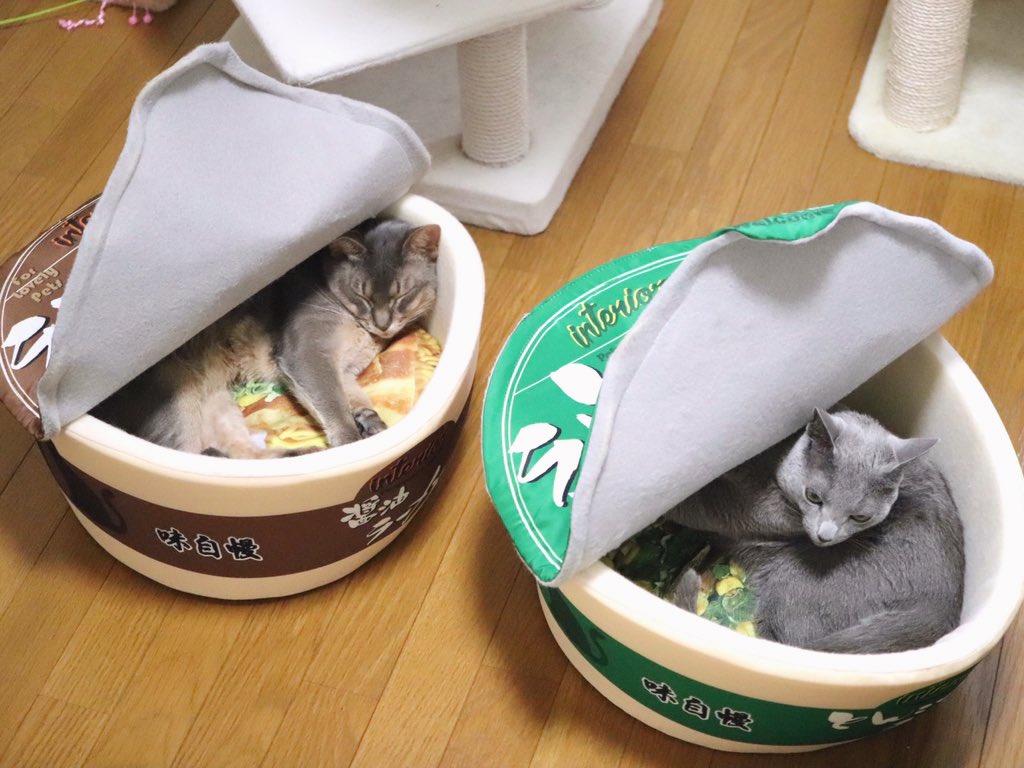 These cats love their ramen beds r/cats
