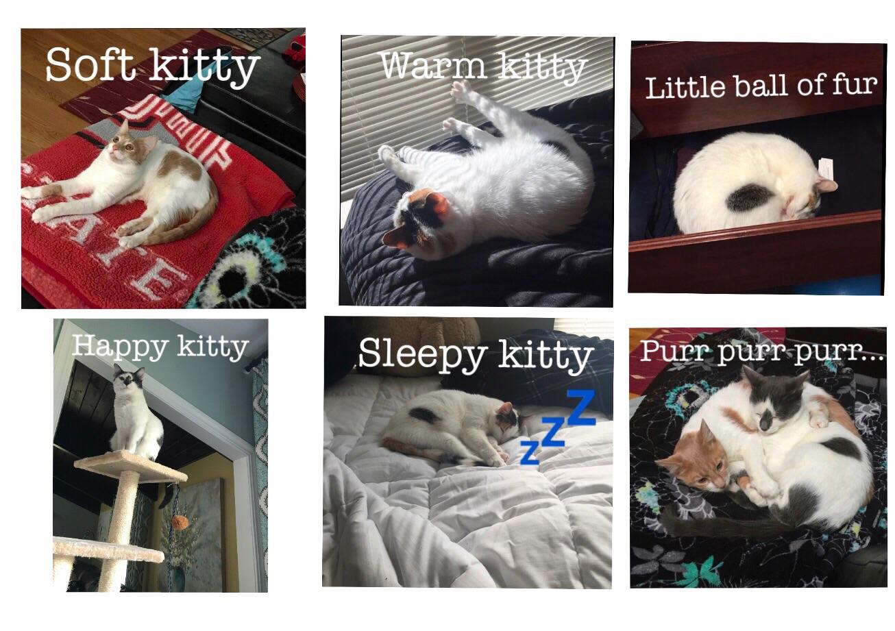 Soft kitty, warm kitty, little ball of fur... r/Pets