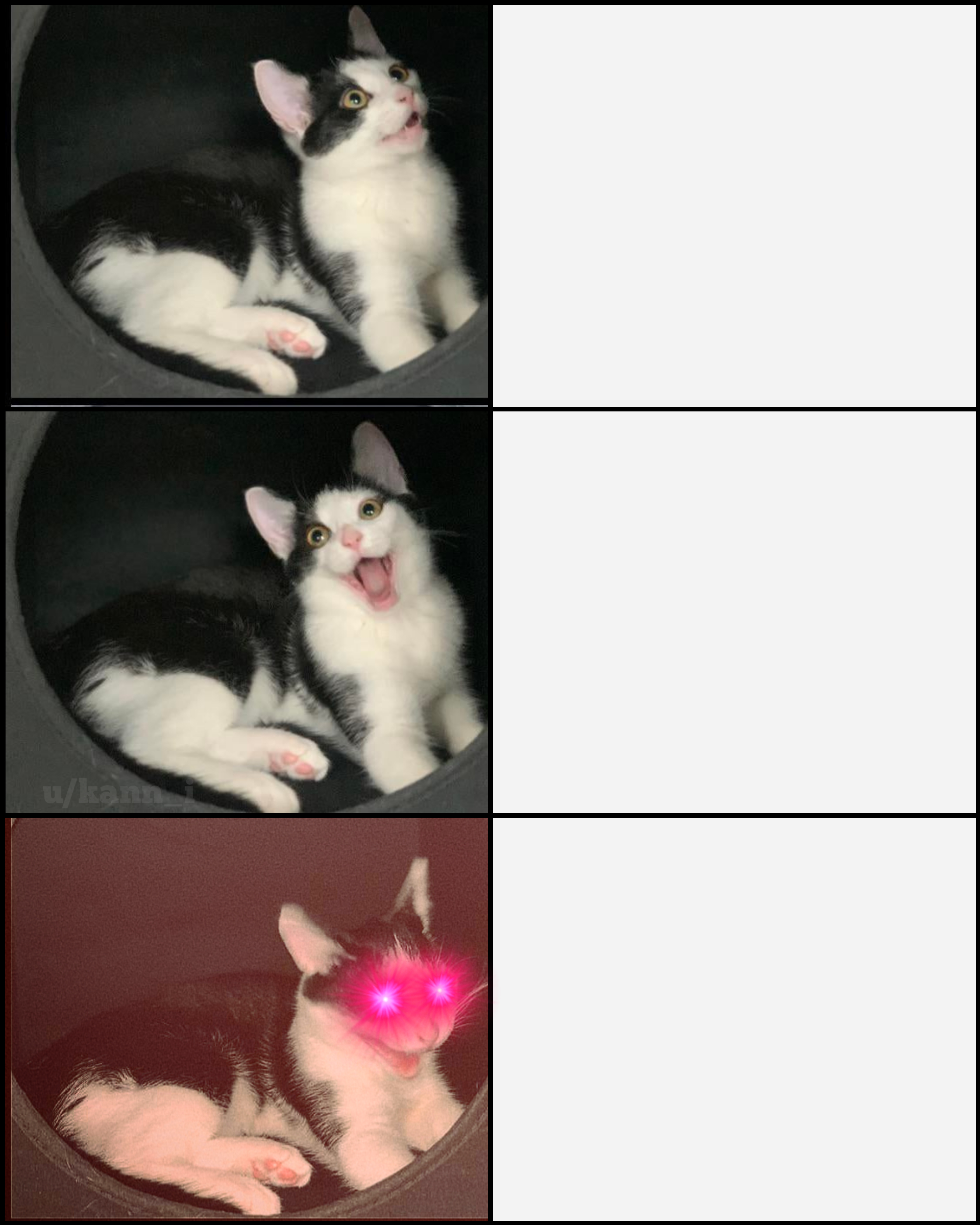If Vince McMahon was a cat MemeTemplatesOfficial