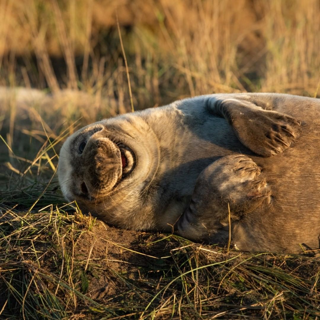 Such a handsome smile!! r/seals