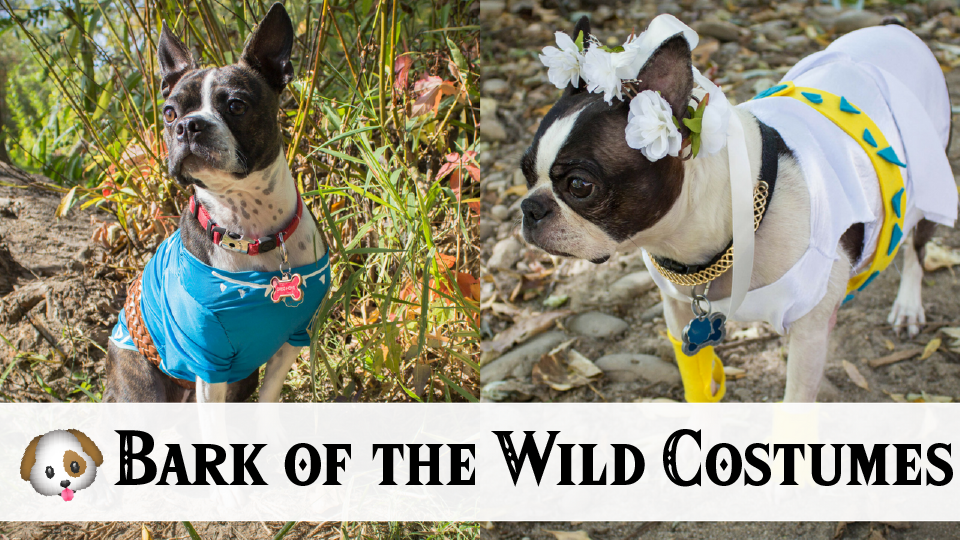 DIY Zelda and Link Breath of the Wild Dog Costumes r/CanineCosplay