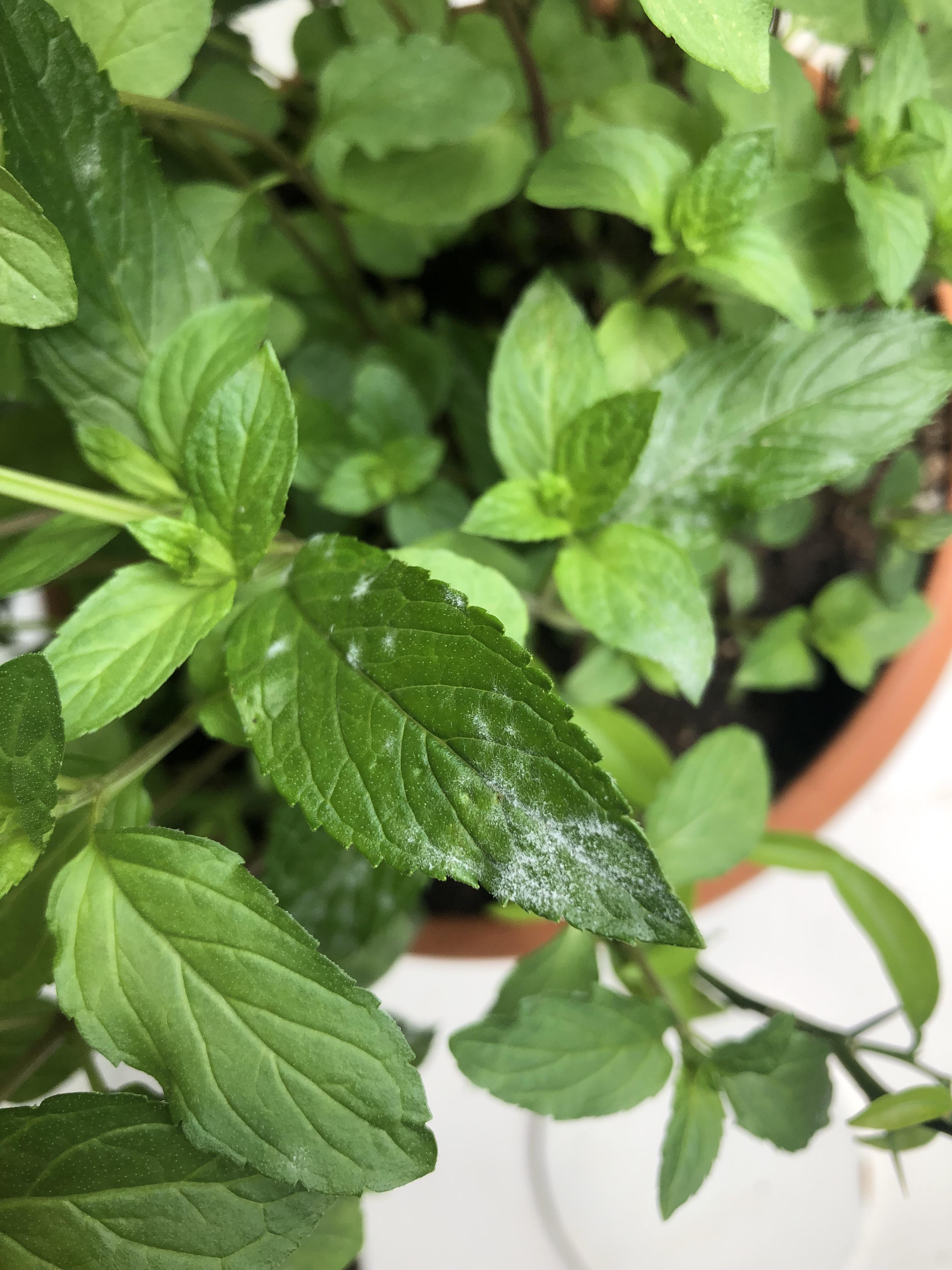 Any ways to prevent powdery mildew from growing on mint? r/plantclinic