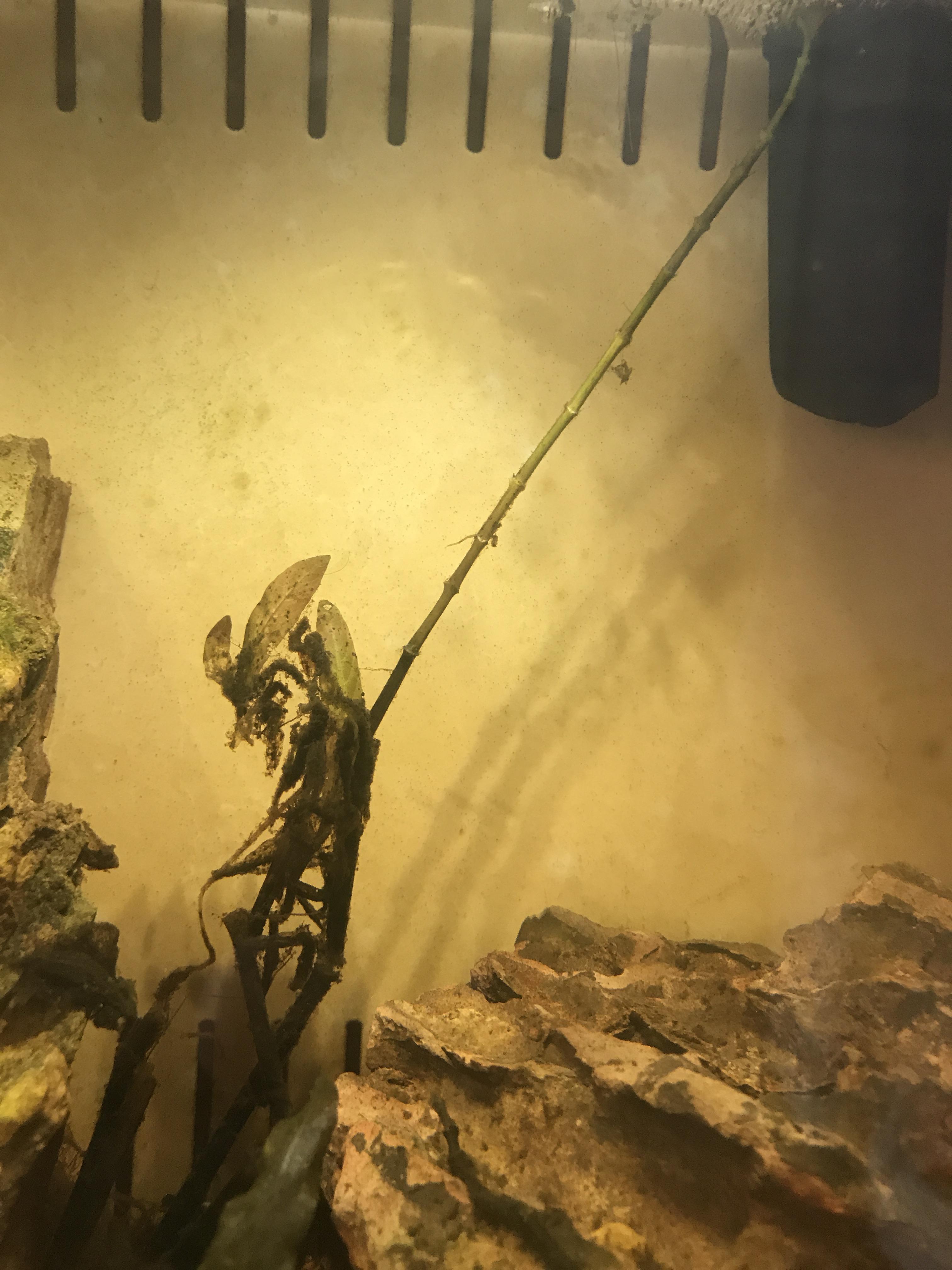 Some of my stem plants are melting I’m a beginner and need help r