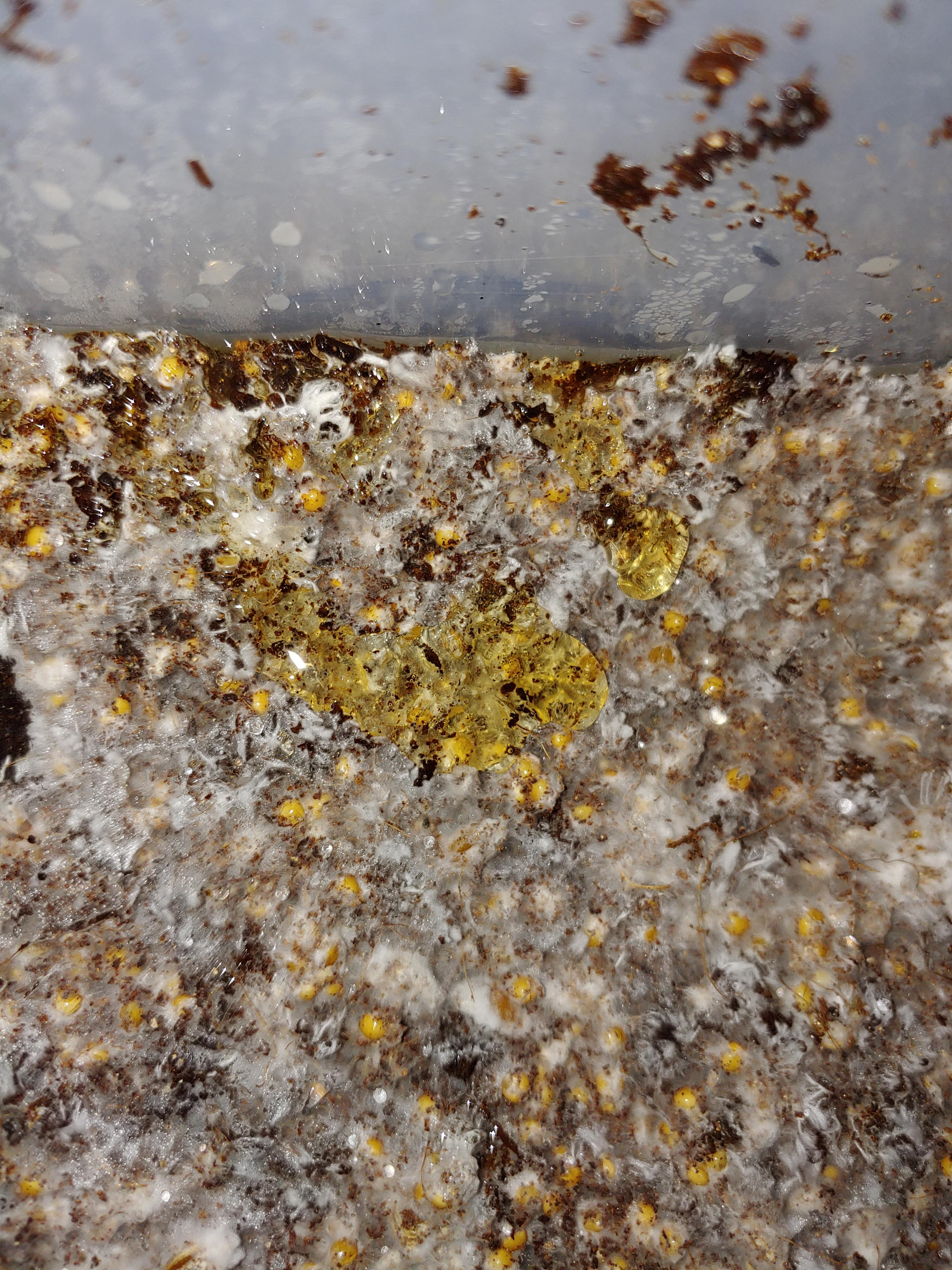 Yellow liquid on top mycelium, should I isolate container? r/shrooms
