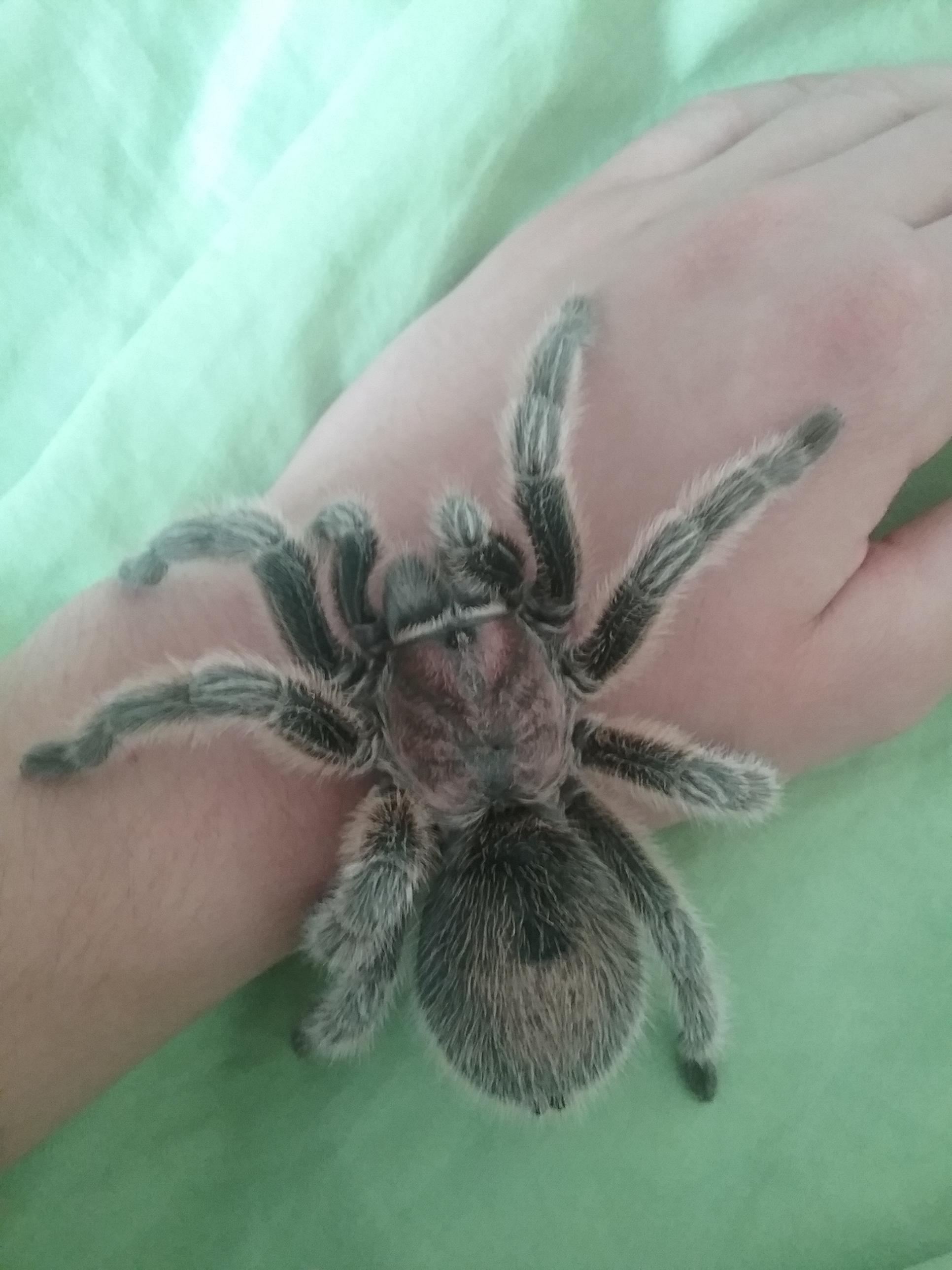 My pet spider named Jedah, she's a Chilean Rose Hair Tarantula. r/spiders