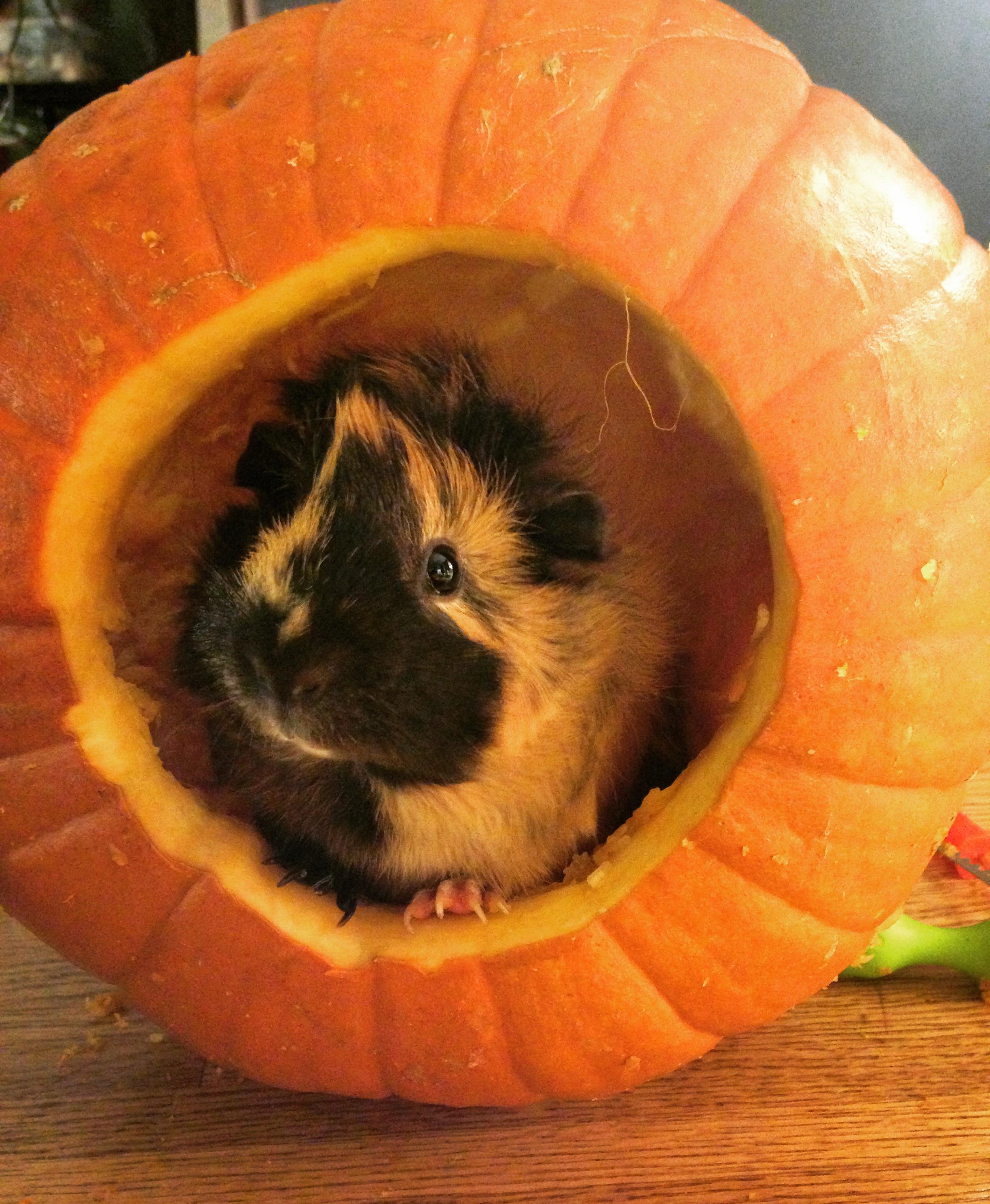 I see your pumpkin rabbit, so here's my guinea pig Juno in a pumpkin r/aww
