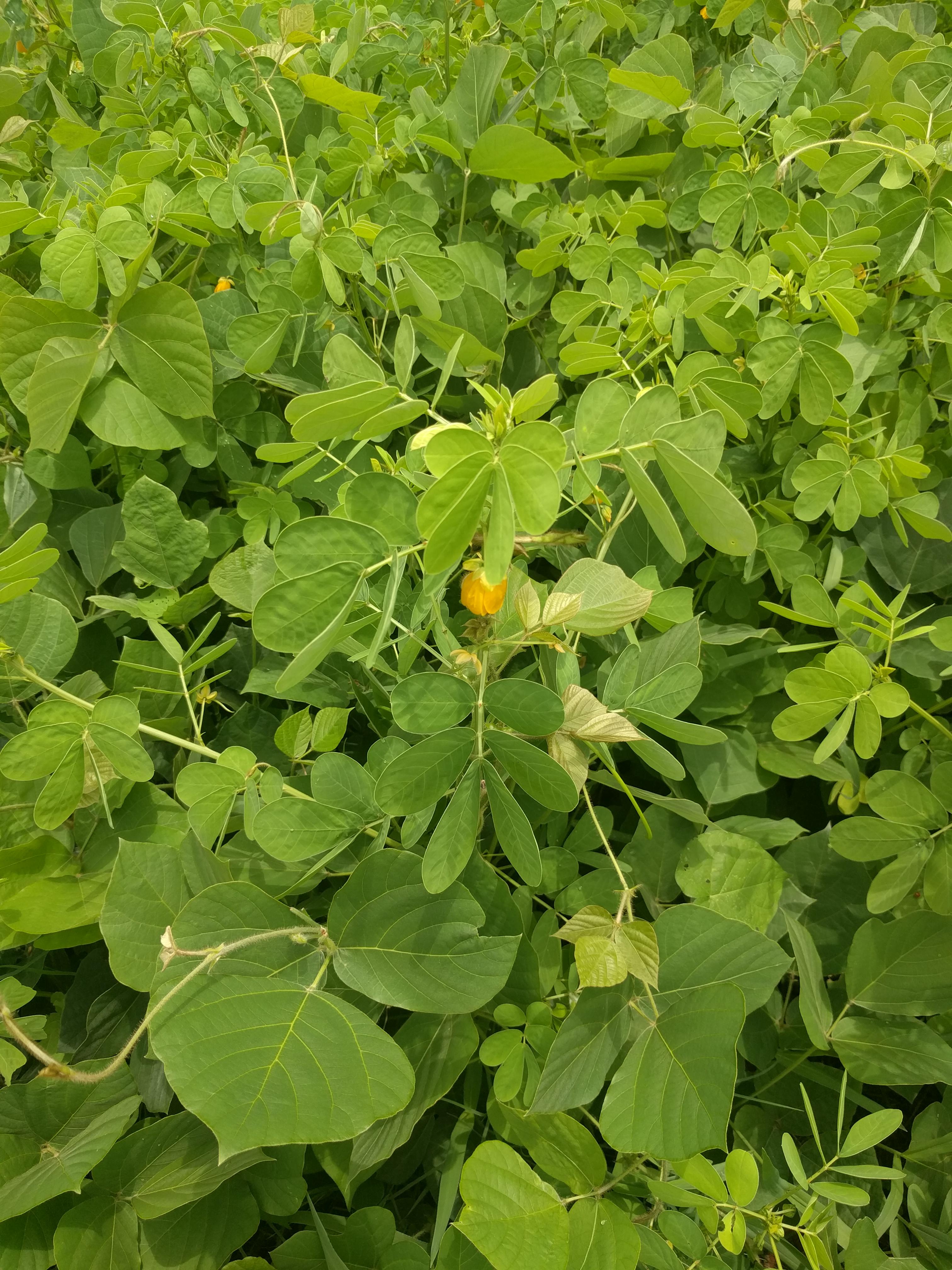 [Spartanburg, SC] [Outdoor/Wild] Yellow flower, round leaves, full sun